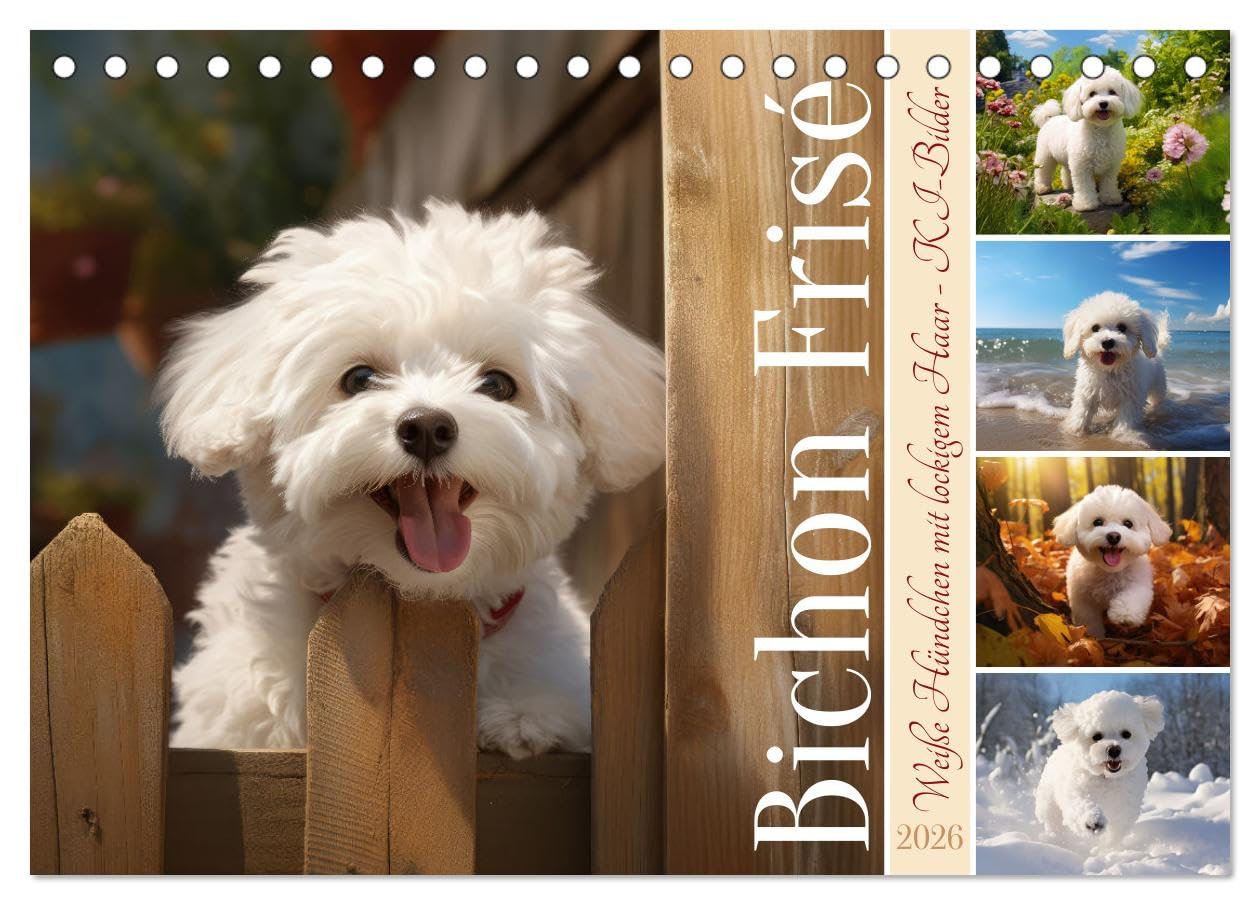 Bichon frisé, weiße Hündchen mit lockigem Haar (Tischkalender 2026 DIN A5 quer), CALVENDO Monatskalender Social Sciences