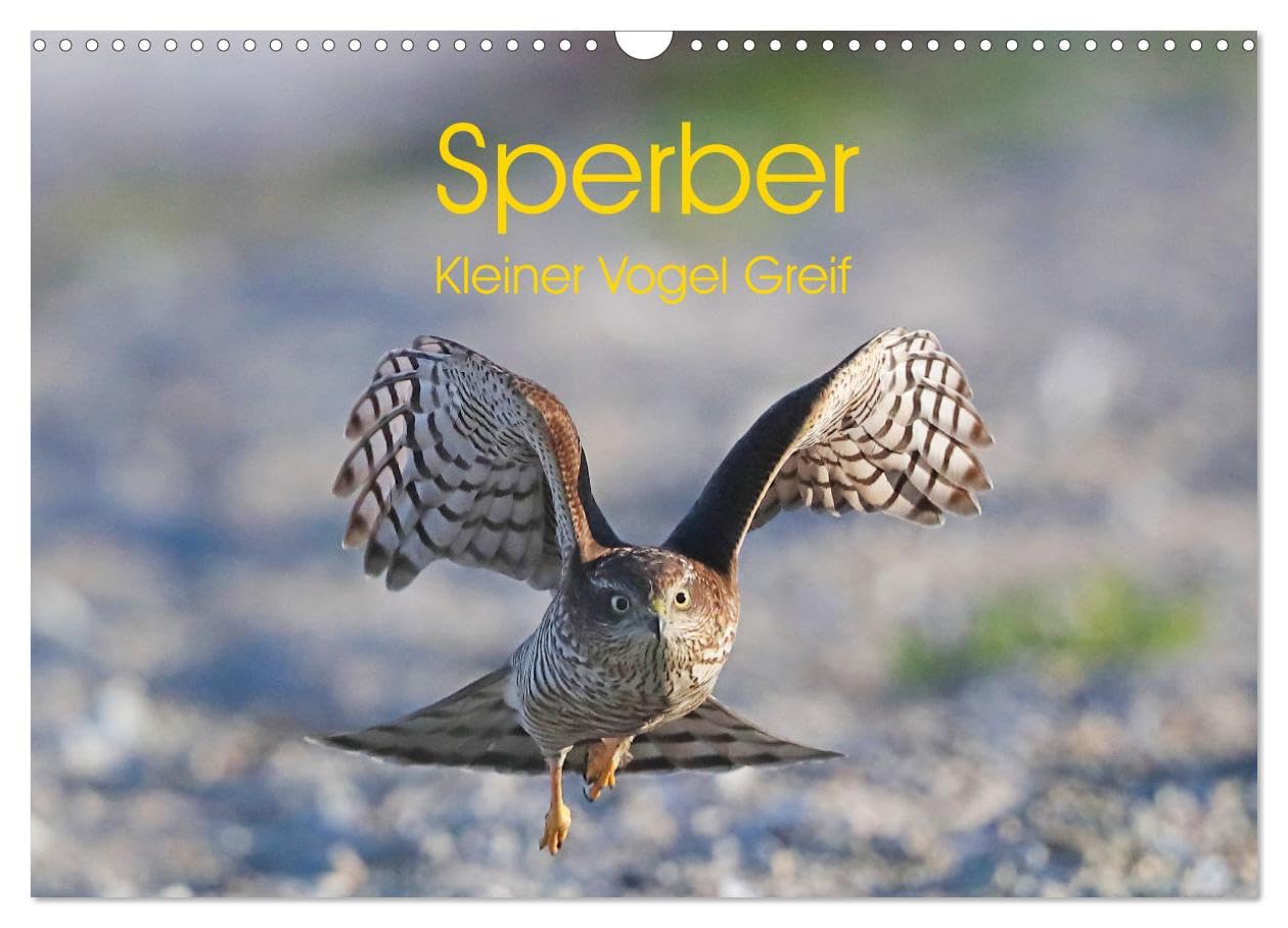 Sperber - Kleiner Vogel Greif (Wandkalender 2026 DIN A3 quer), CALVENDO Monatskalender Natural Sciences
