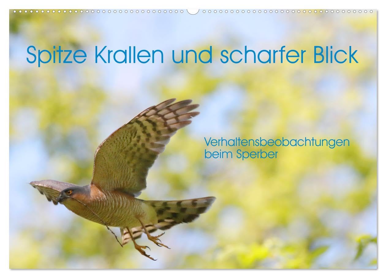 Spitze Krallen und scharfer Blick - Verhalten Sperber (Wandkalender 2026 DIN A2 quer), CALVENDO Monatskalender Natural Sciences