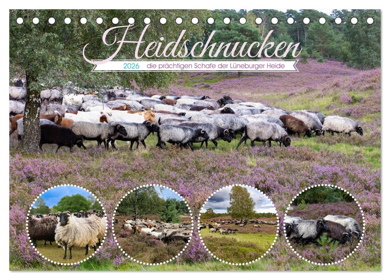 Heidschnucken, die prächtigen Schafe der Lüneburger Heide (Tischkalender 2026 DIN A5 quer), CALVENDO Monatskalender Film, Art & Culture