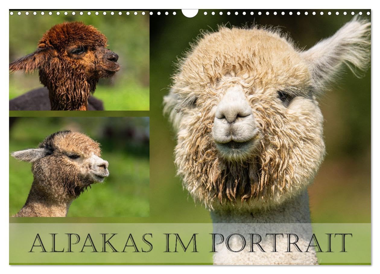 Alpakas im Portrait (Wandkalender 2026 DIN A3 quer), CALVENDO Monatskalender Social Sciences