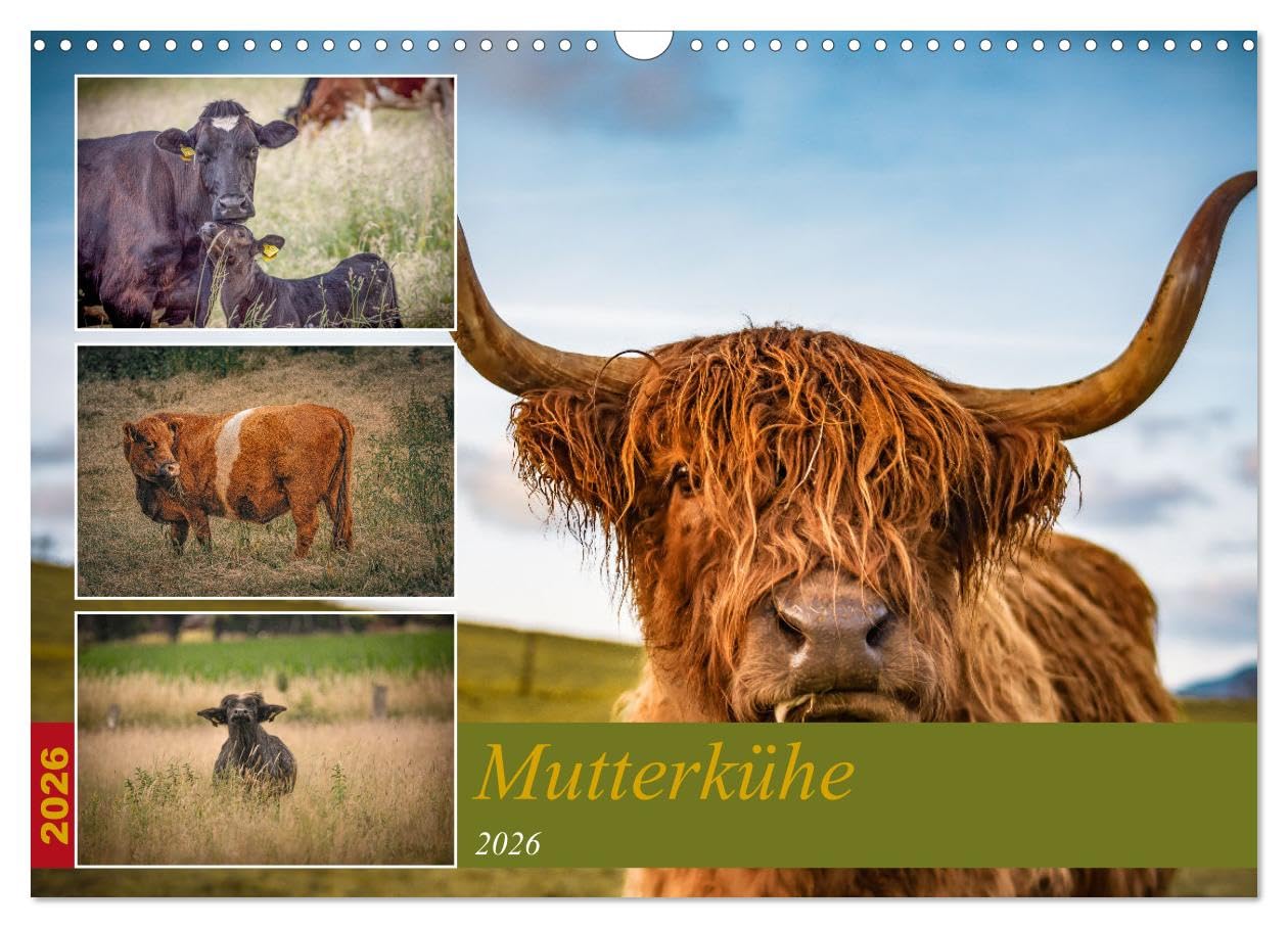 Mutterkühe (Wandkalender 2026 DIN A3 quer), CALVENDO Monatskalender Leisure, Home & Garden