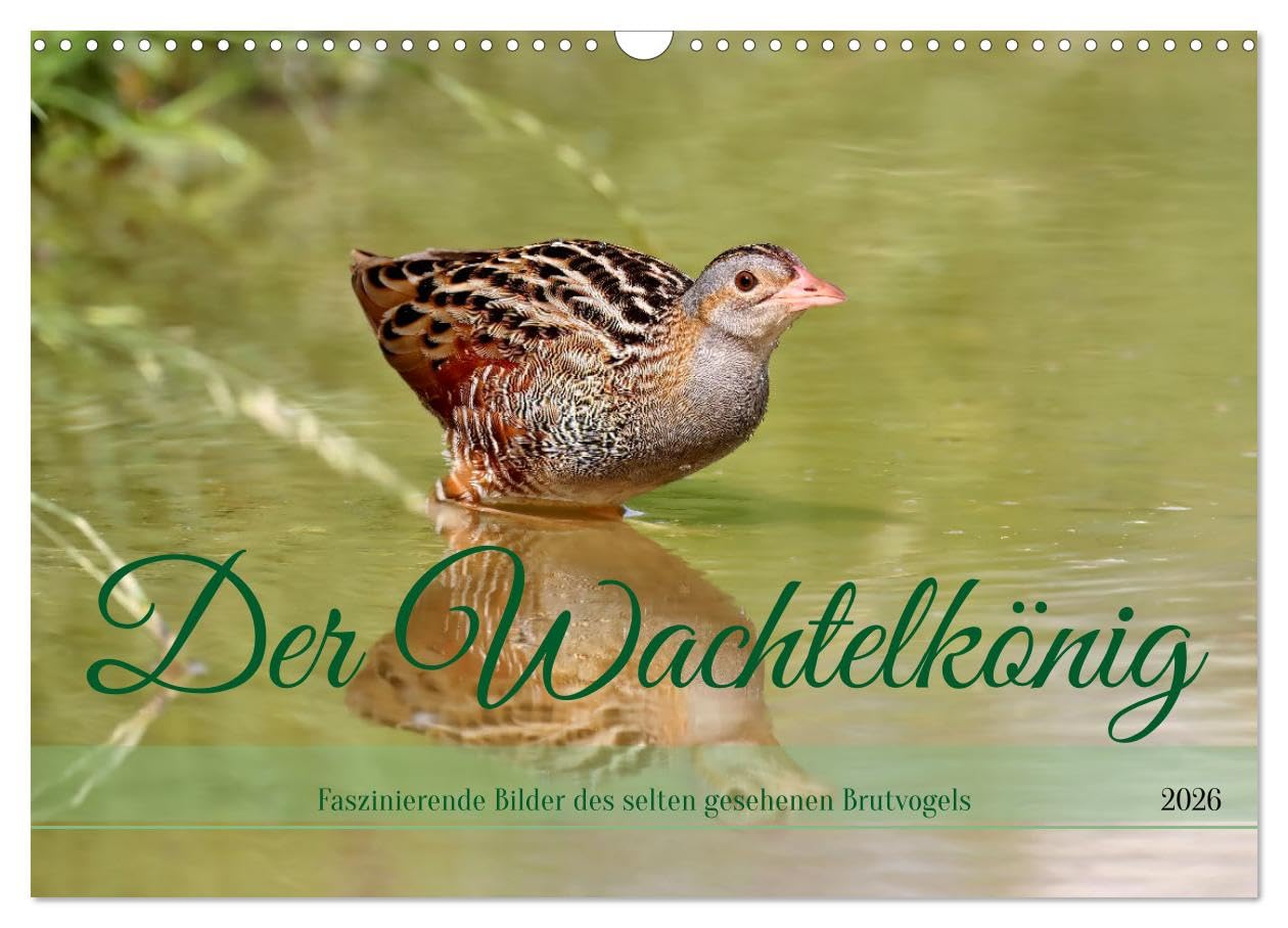 Der Wachtelkönig (Wandkalender 2026 DIN A3 quer), CALVENDO Monatskalender Leisure, Home & Garden