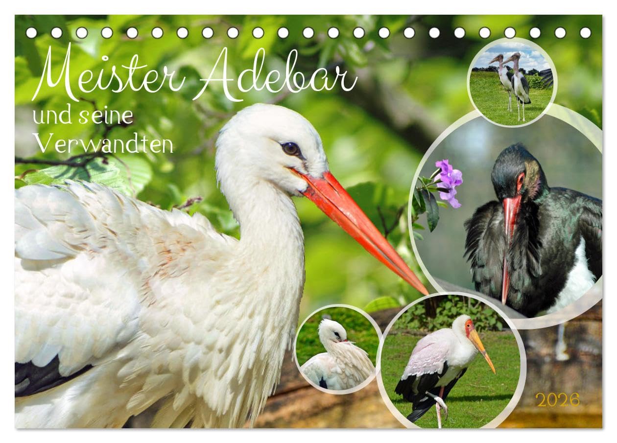 Meister Adebar und seine Verwandten (Tischkalender 2026 DIN A5 quer), CALVENDO Monatskalender Natural Sciences
