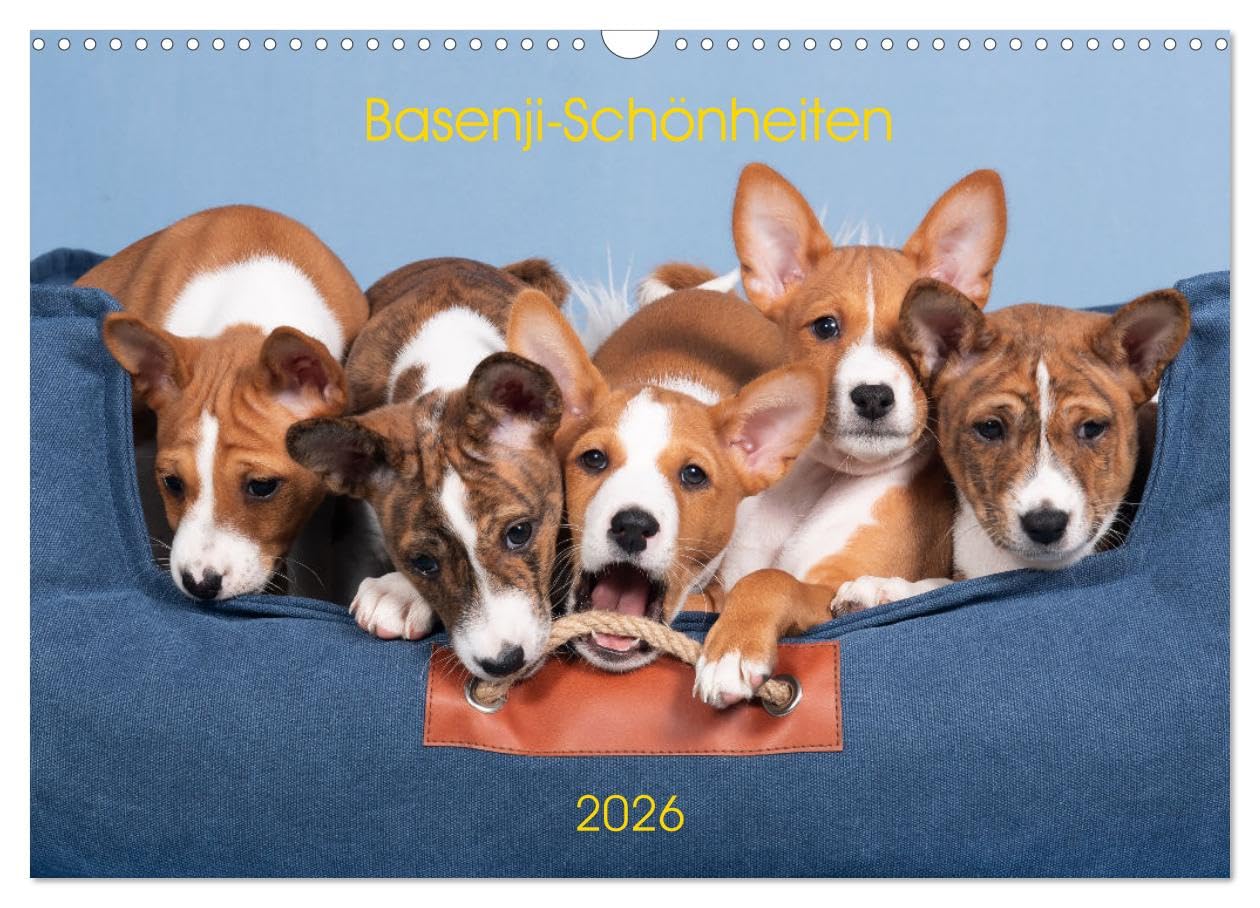 Basenji-Schönheiten (Wandkalender 2026 DIN A3 quer), CALVENDO Monatskalender Natural Sciences