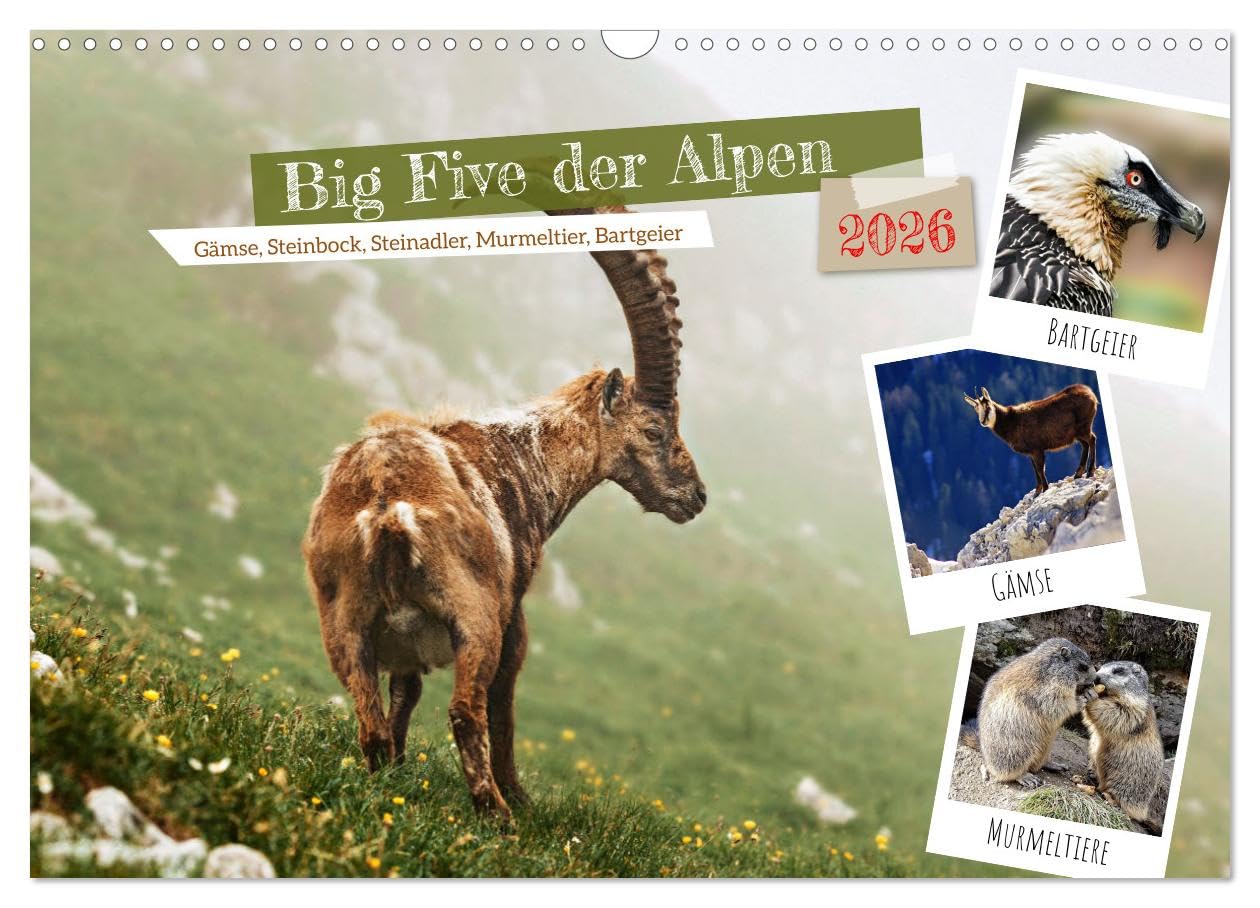 Big Five der Alpen Gämse, Steinbock, Murmeltier, Steinadler, Bartgeier (Wandkalender 2026 DIN A3 quer), CALVENDO Monatskalender Natural Sciences
