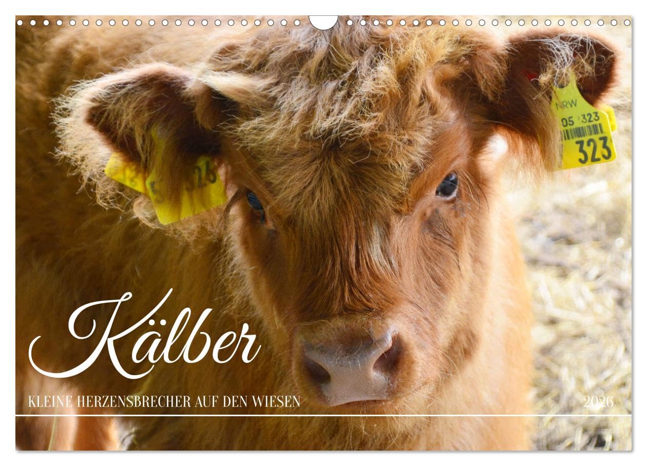 Kälber - Kleine Herzensbrecher auf den Wiesen (Wandkalender 2026 DIN A3 quer), CALVENDO Monatskalender Natural Sciences