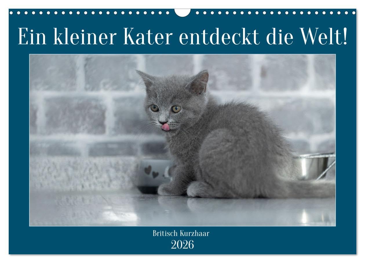 Ein kleiner Kater entdeckt die Welt! (Wandkalender 2026 DIN A3 quer), CALVENDO Monatskalender Film, Art & Culture