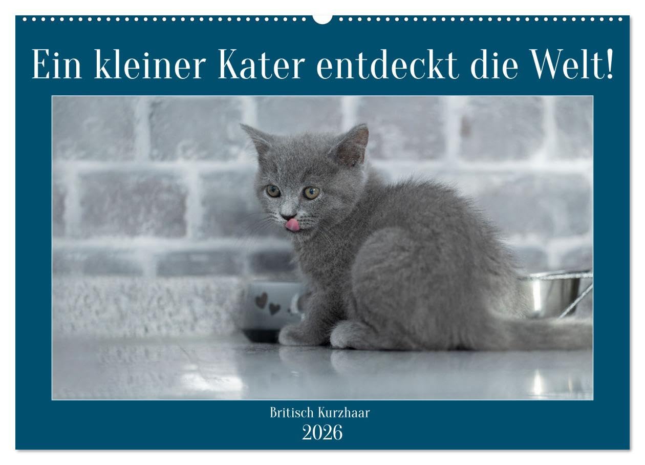 Ein kleiner Kater entdeckt die Welt! (Wandkalender 2026 DIN A2 quer), CALVENDO Monatskalender Film, Art & Culture