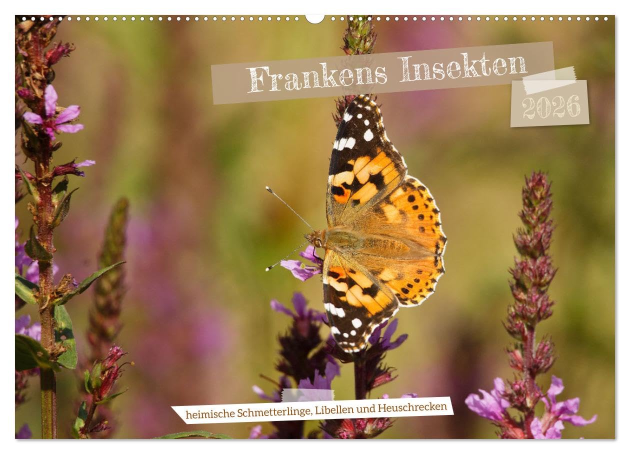 Frankens Insekten (Wandkalender 2026 DIN A2 quer), CALVENDO Monatskalender Business & Technology