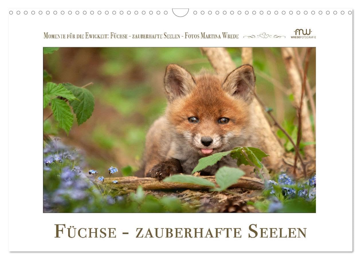 Füchse - zauberhafte Seelen (Wandkalender 2026 DIN A3 quer), CALVENDO Monatskalender Natural Sciences