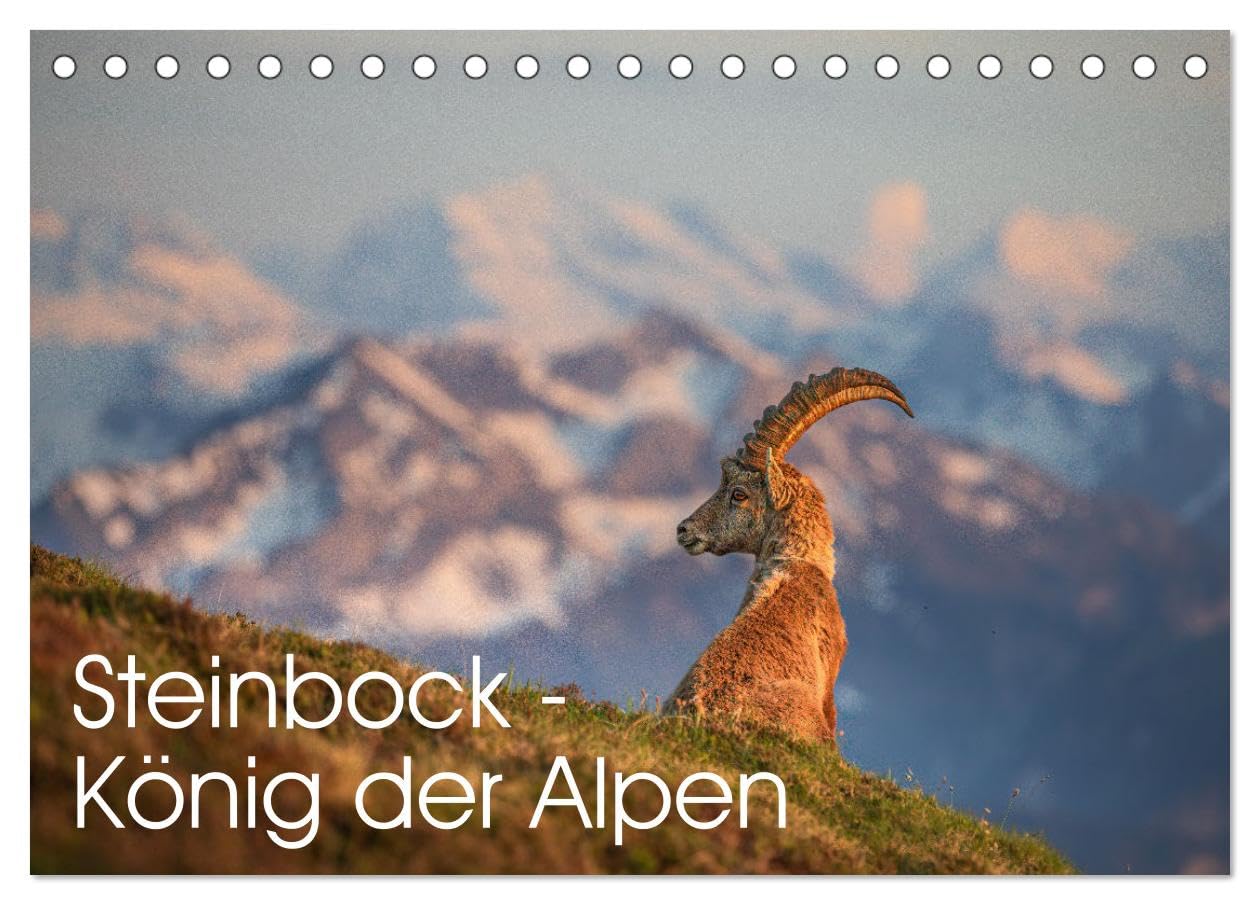 Steinbock - König der Alpen (Tischkalender 2026 DIN A5 quer), CALVENDO Monatskalender Business & Technology