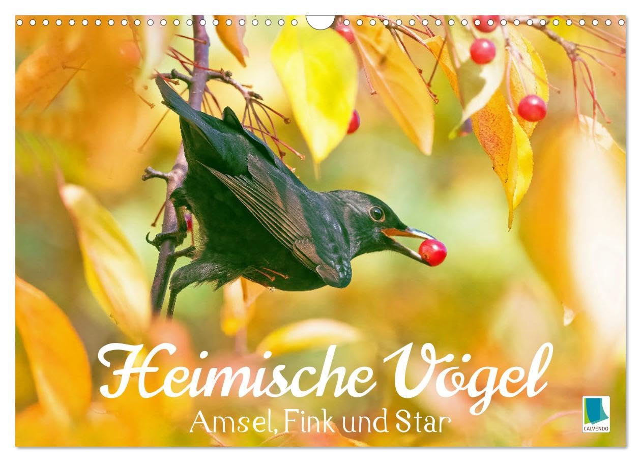 Amsel, Fink und Star: Heimische Vögel (Wandkalender 2026 DIN A3 quer), CALVENDO Monatskalender Natural Sciences