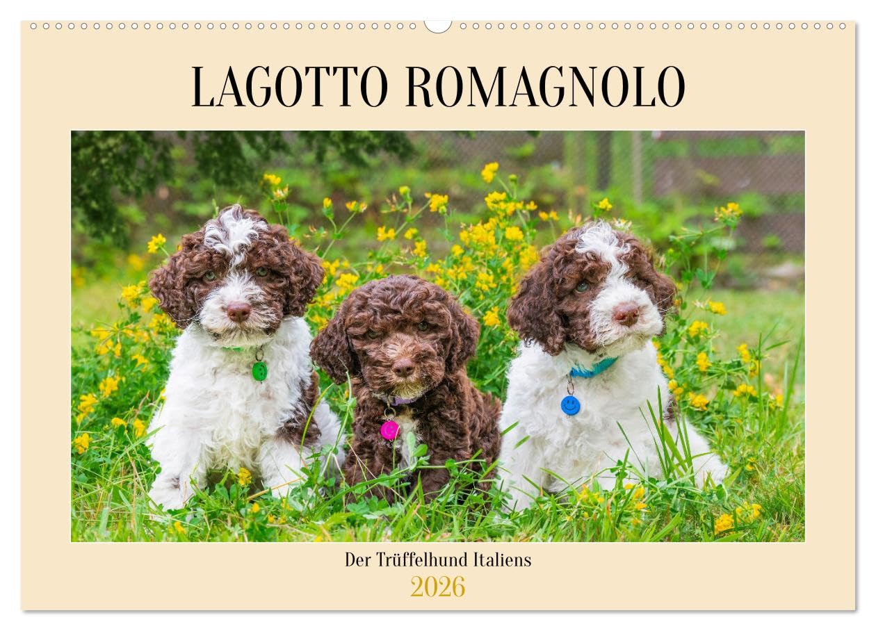 Lagotto Romagnolo - der Trüffelhund Italiens (Wandkalender 2026 DIN A2 quer), CALVENDO Monatskalender Natural Sciences