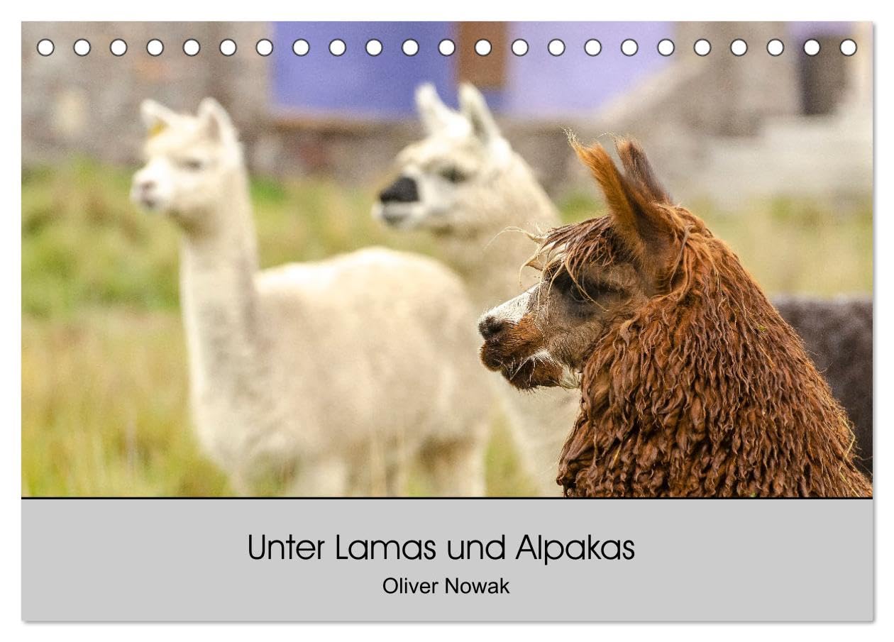 Unter Lamas und Alpakas (Tischkalender 2026 DIN A5 quer), CALVENDO Monatskalender Film, Art & Culture