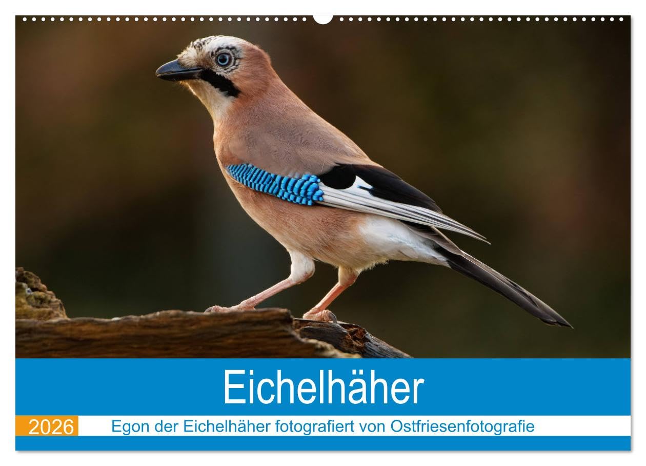 Eichelhäher - Egon der Eichelhäher fotografiert von Ostfriesenfotografie (Wandkalender 2026 DIN A2 quer), CALVENDO Monatskalender: Eichelhäher, der bunte Rabenvogel zeigt sich von seiner Besten Seite book