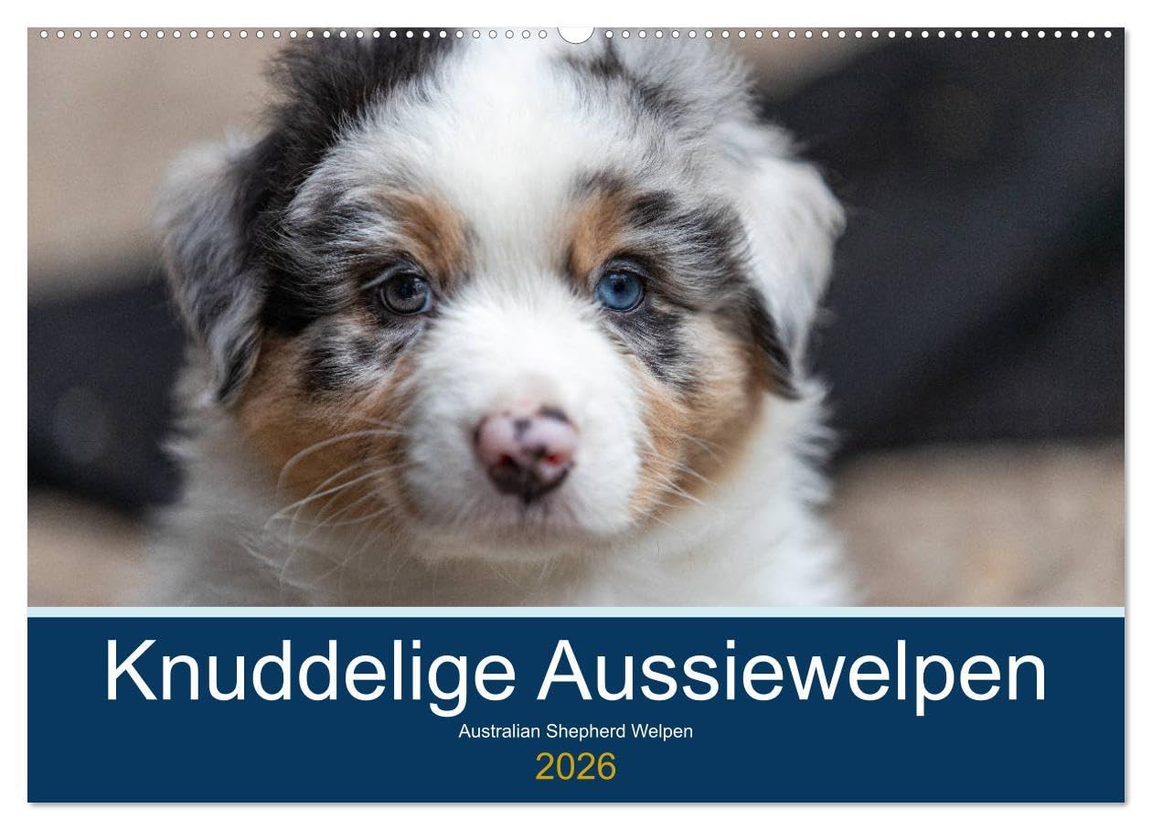 Australian Shepherd Welpen 2026 (Wandkalender 2026 DIN A2 quer), CALVENDO Monatskalender: Sie sind bunt, frech und ganz wundervoll die kleinen Racker! (CALVENDO Tiere) Living & Furnishing