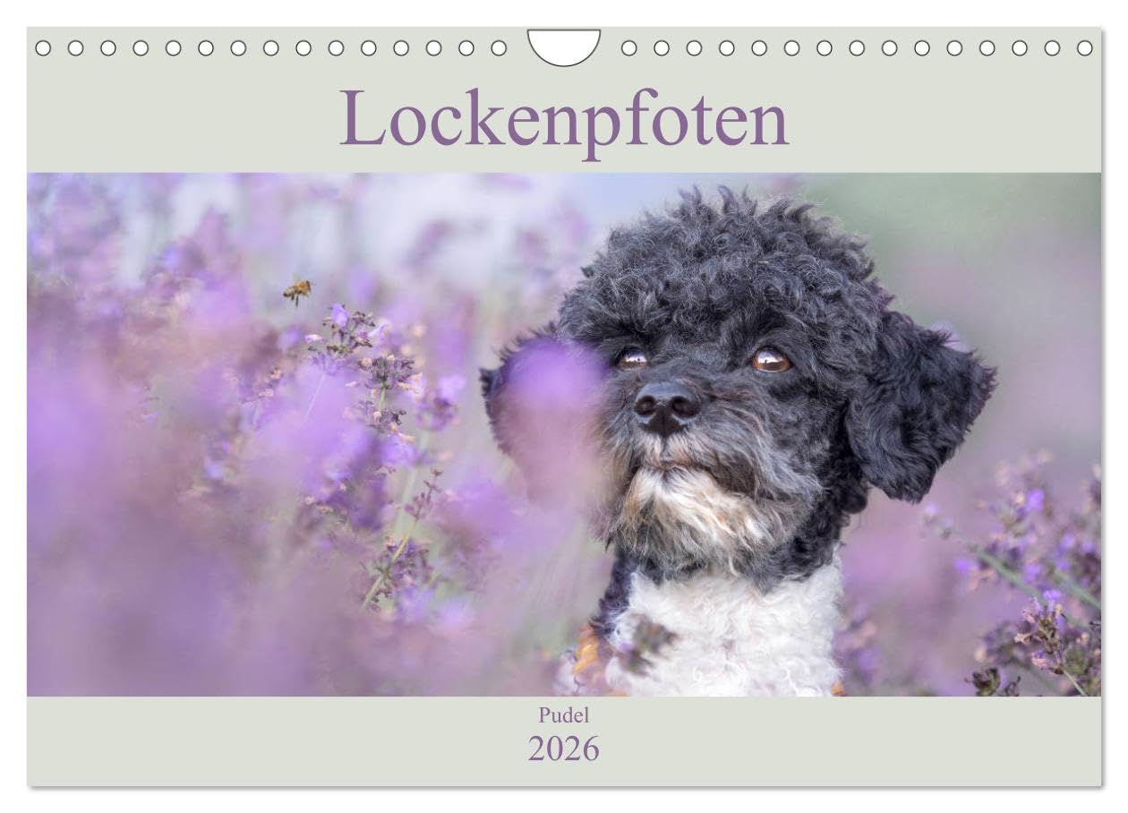 Lockenpfoten 2026 (Wandkalender 2026 DIN A4 quer), CALVENDO Monatskalender Natural Sciences
