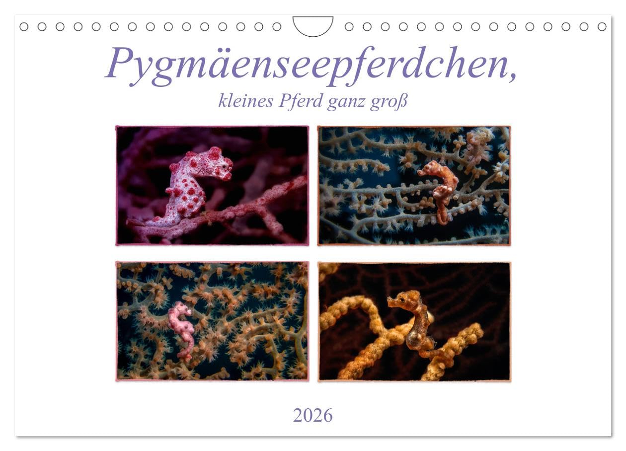 Pygmäenseepferdchen, kleines Pferd ganz groß (Wandkalender 2026 DIN A4 quer), CALVENDO Monatskalender: Pygmäenseepferdchen ist eines der kleinsten Seepferdchen, üblicherweise kleiner als 2 cm book