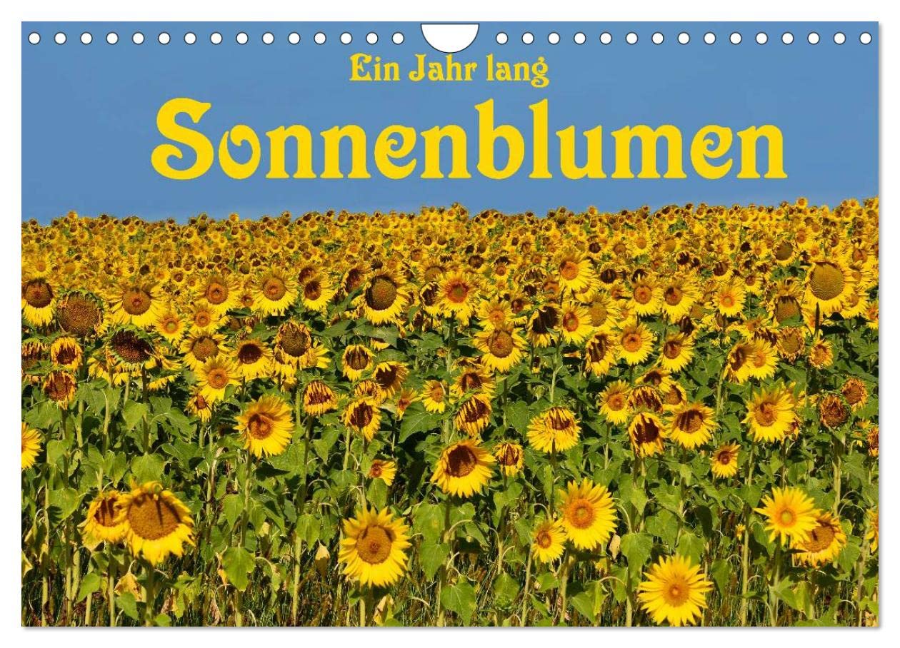 Ein Jahr lang Sonnenblumen (Wandkalender 2026 DIN A4 quer), CALVENDO Monatskalender Leisure, Home & Garden