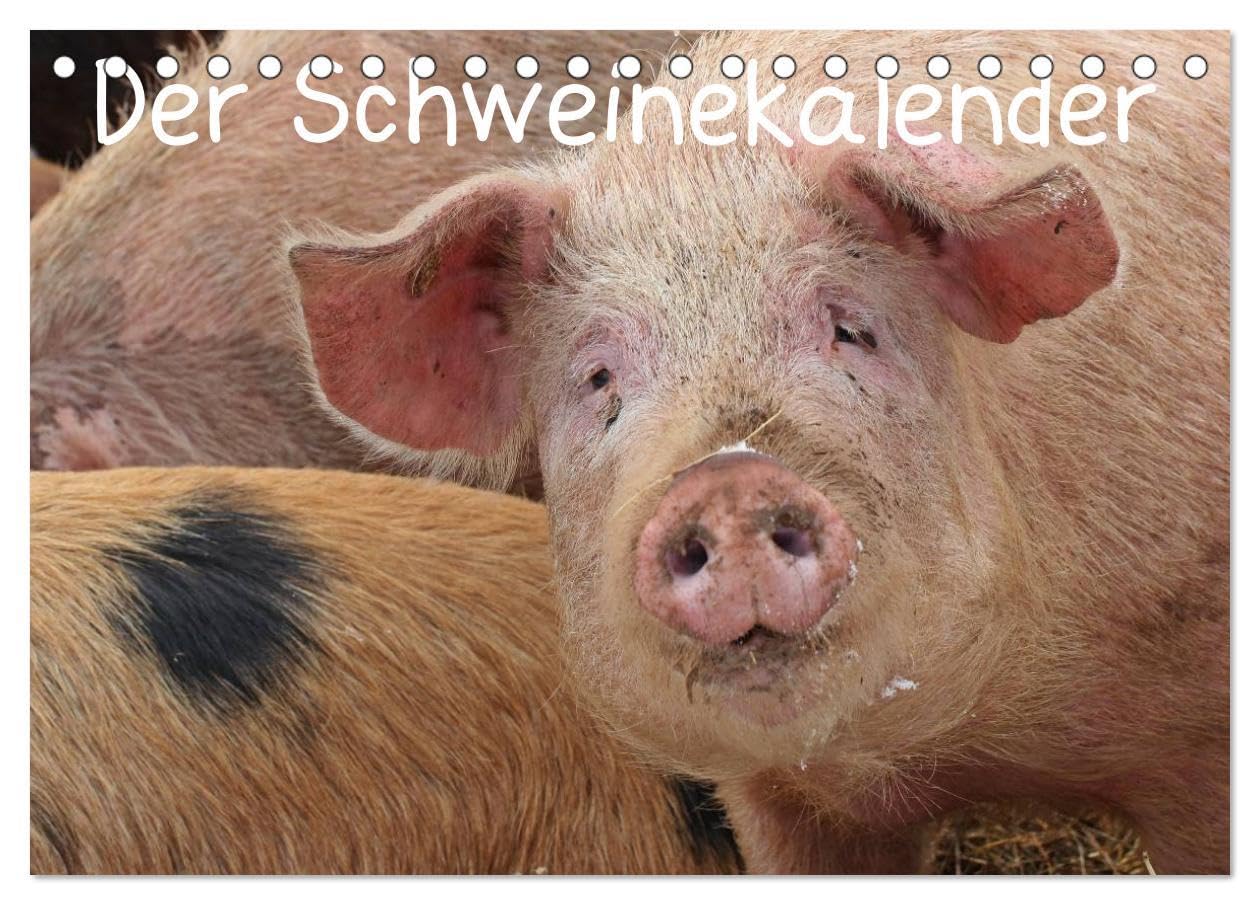 Der Schweinekalender (Tischkalender 2026 DIN A5 quer), CALVENDO Monatskalender: Glückliche Schweine in artgerechter Haltung, sowohl verschiedene alte ... ihrer natürlichen Umgebung (CALVENDO Tiere) Natural Sciences