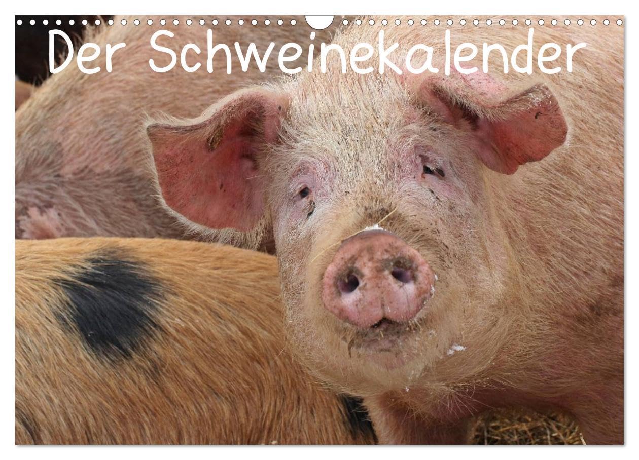 Der Schweinekalender (Wandkalender 2026 DIN A3 quer), CALVENDO Monatskalender: Glückliche Schweine in artgerechter Haltung, sowohl verschiedene alte ... ihrer natürlichen Umgebung (CALVENDO Tiere) Natural Sciences