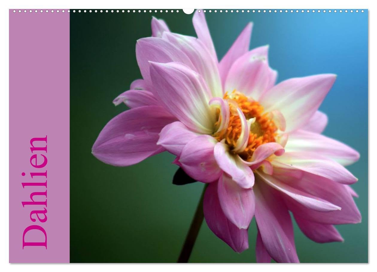 Dahlien (Wandkalender 2026 DIN A2 quer), CALVENDO Monatskalender: Traumhafte Dahlien Vielfalt. (CALVENDO Natur) Social Sciences