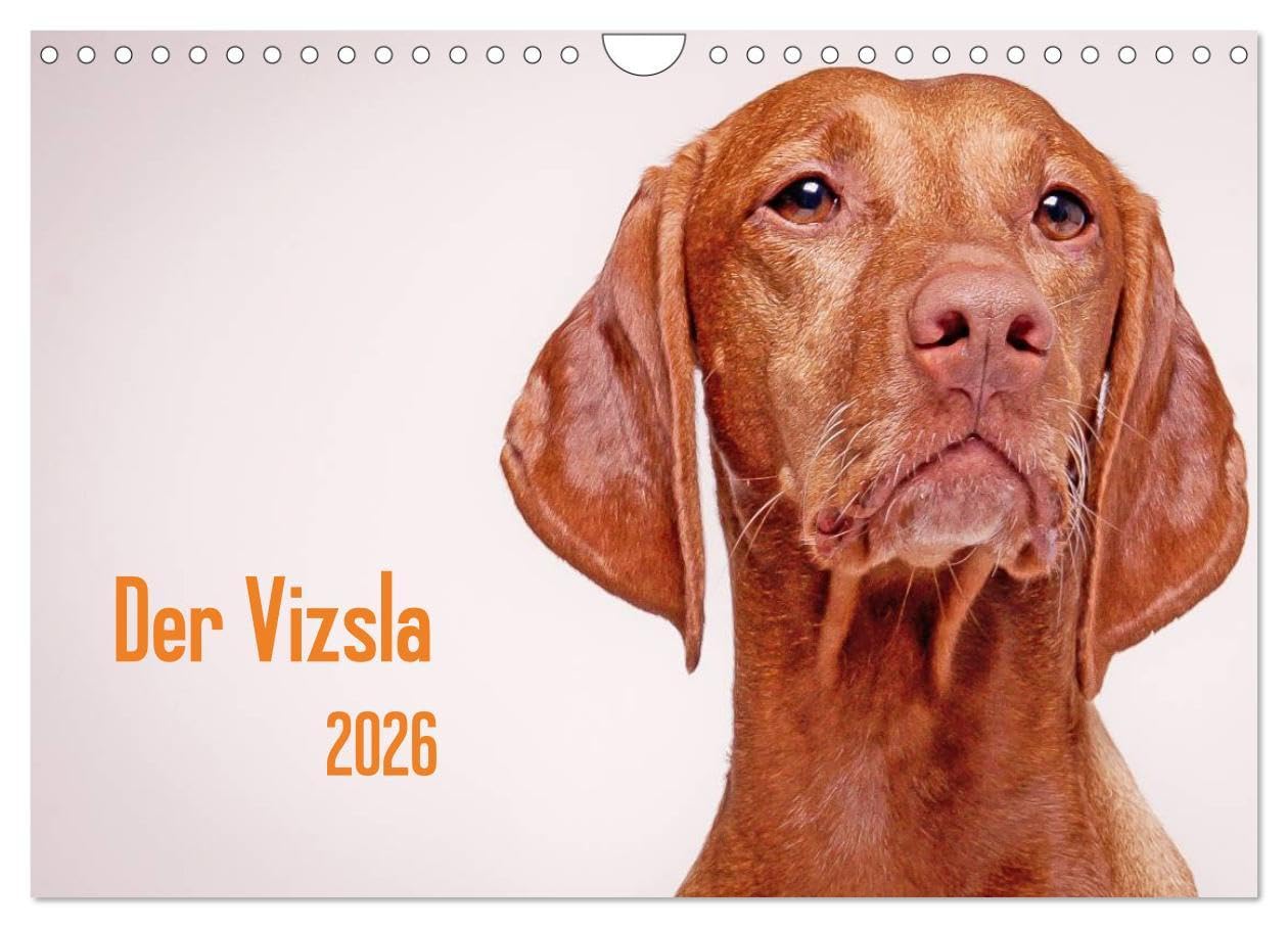 Der Vizsla 2026 (Wandkalender 2026 DIN A4 quer), CALVENDO Monatskalender: Diese wunderschöne Rasse das ganze Jahr über, jeden Tag an einem exponierten Wandplatz präsentiert! (CALVENDO Tiere) Natural Sciences