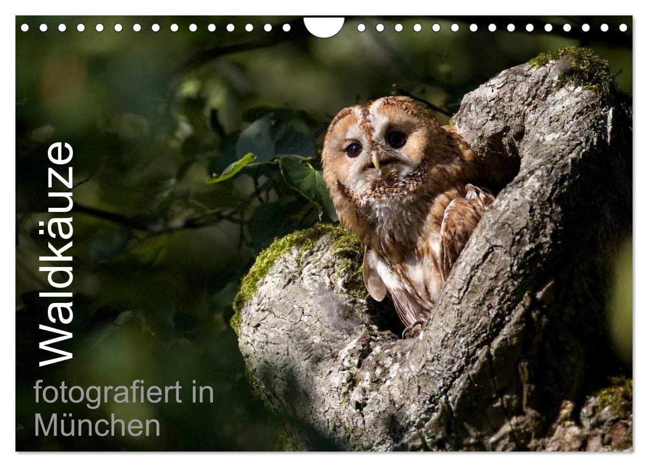 Waldkäuze, fotografiert in München (Wandkalender 2026 DIN A4 quer), CALVENDO Monatskalender Natural Sciences
