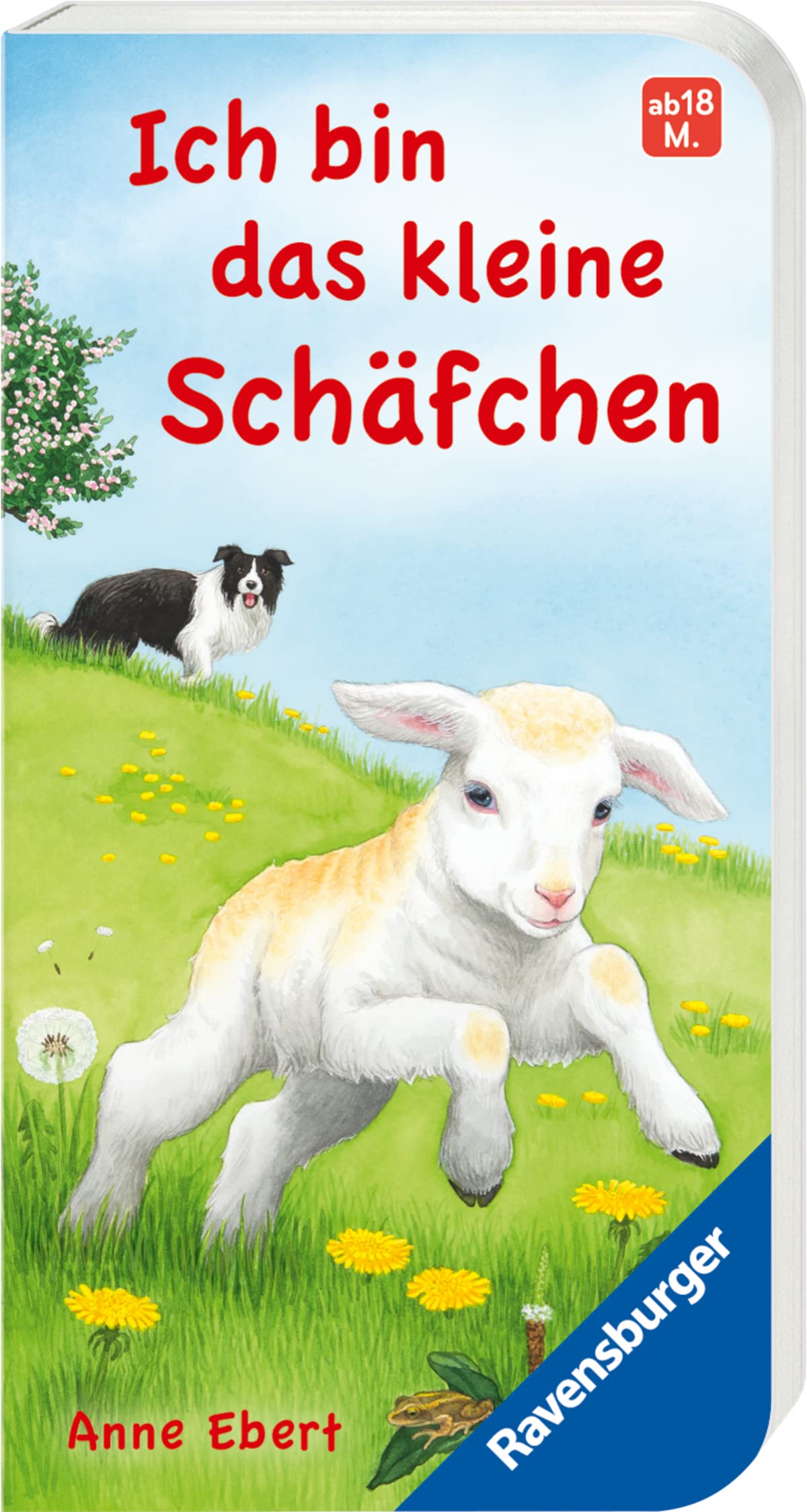 Ich bin das kleine Schäfchen Non-fiction books for kids