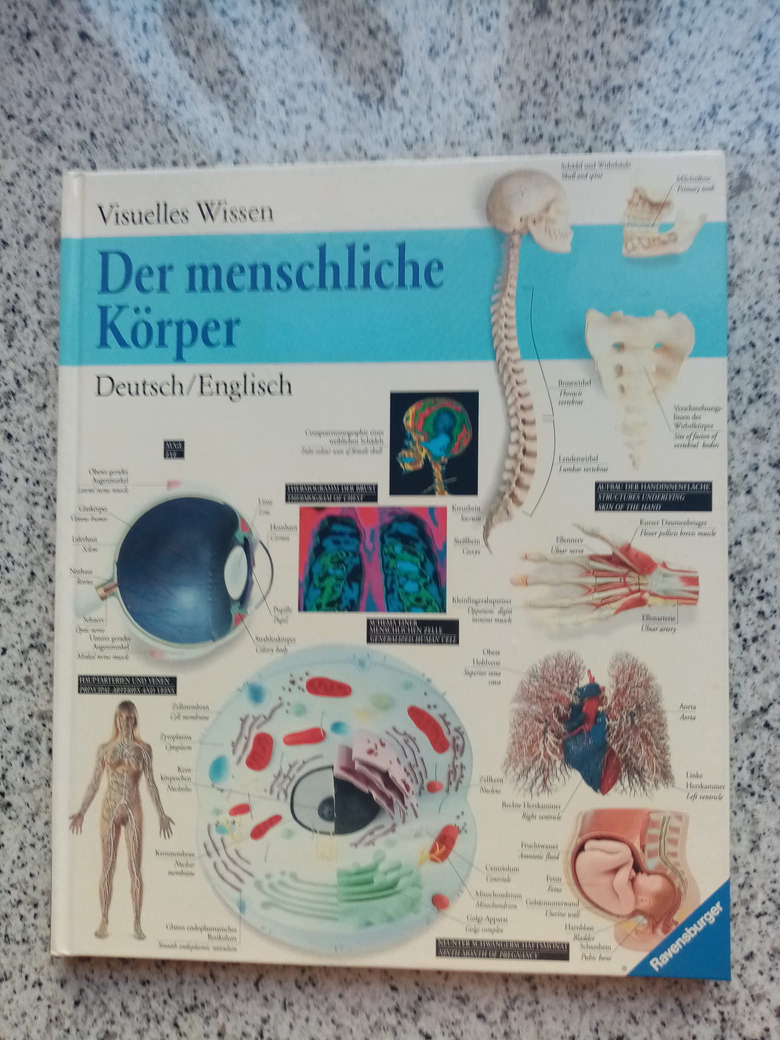 Der menschliche Körper (Deutsch/Englisch) Books
