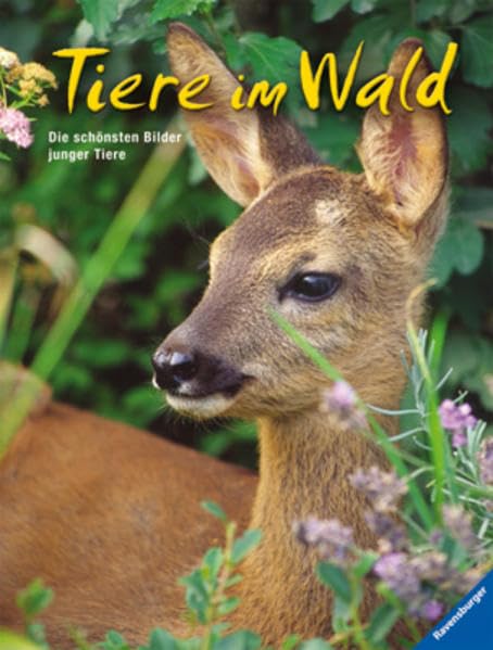 Tiere im Wald: Die schönsten Bilder junger Tiere Non-fiction