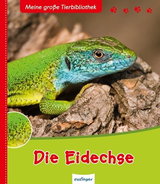 Product Image: Die Eidechse