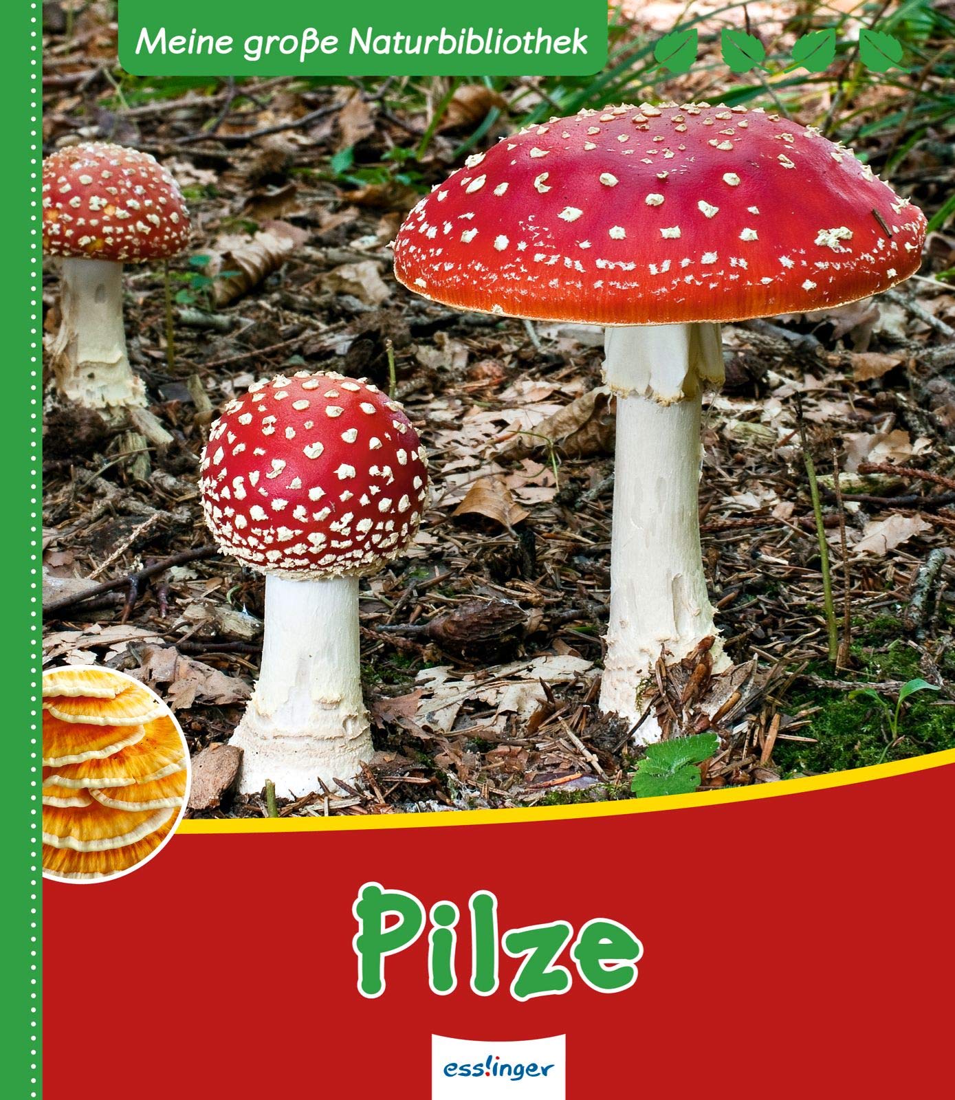 Pilze (Meine große Naturbibliothek) Non-fiction