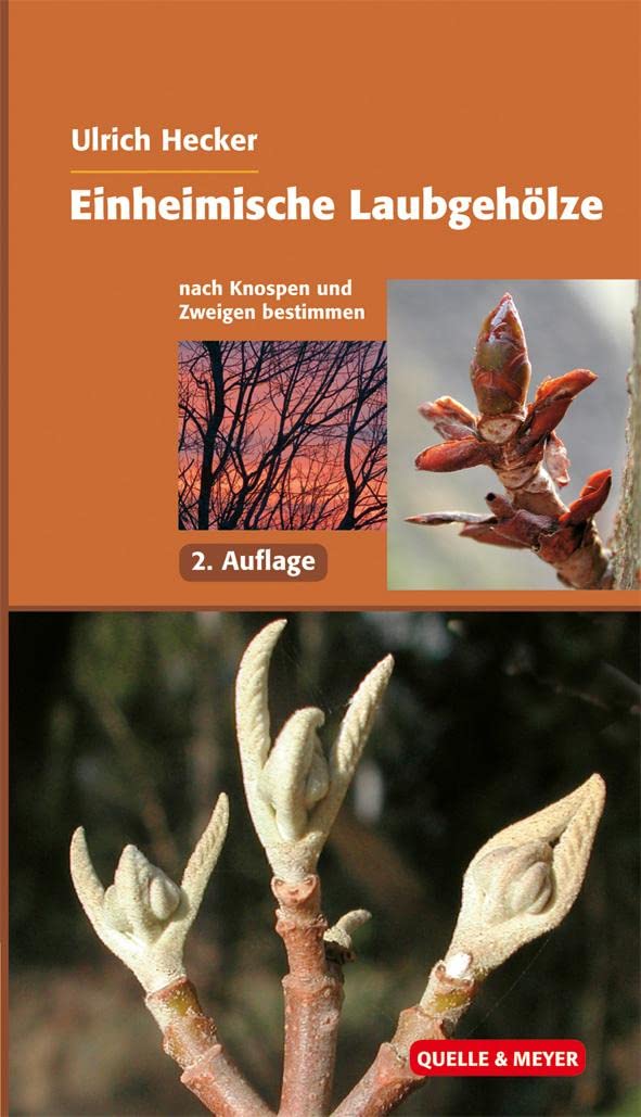 Einheimische Laubgehölze nach Knospen und Zweigen bestimmen Garden & Plants