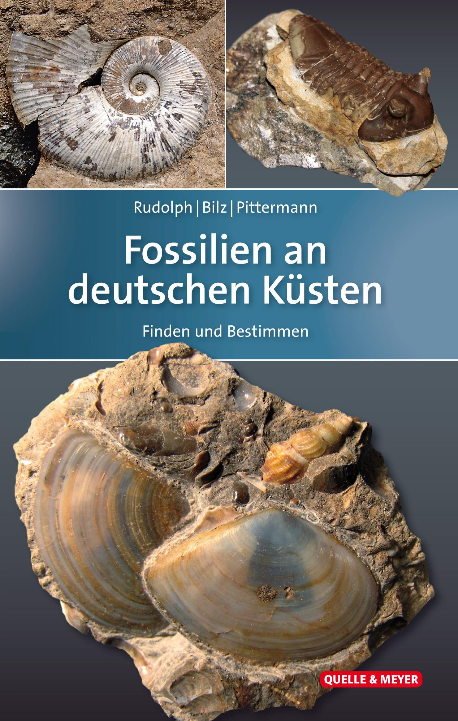 Fossilien an deutschen Küsten Leisure, Home & Garden