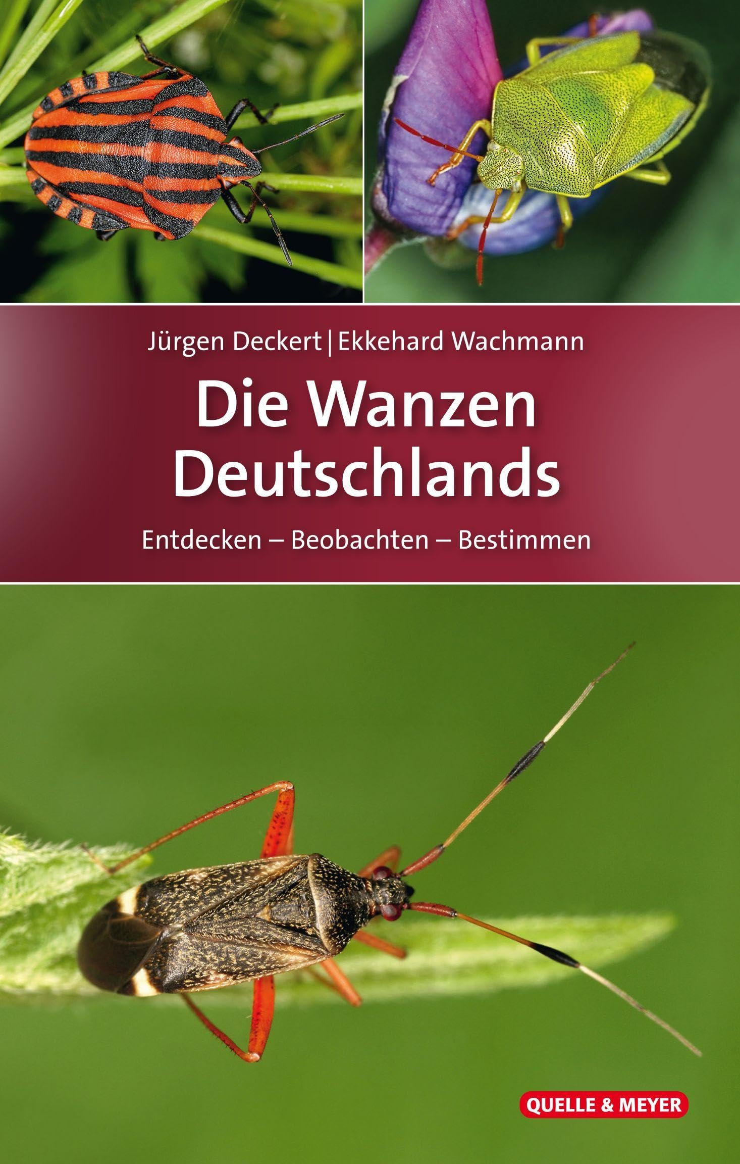 Die Wanzen Deutschlands: Entdecken – Beobachten – Bestimmen (Quelle & Meyer Bestimmungsbücher) Leisure, Home & Garden