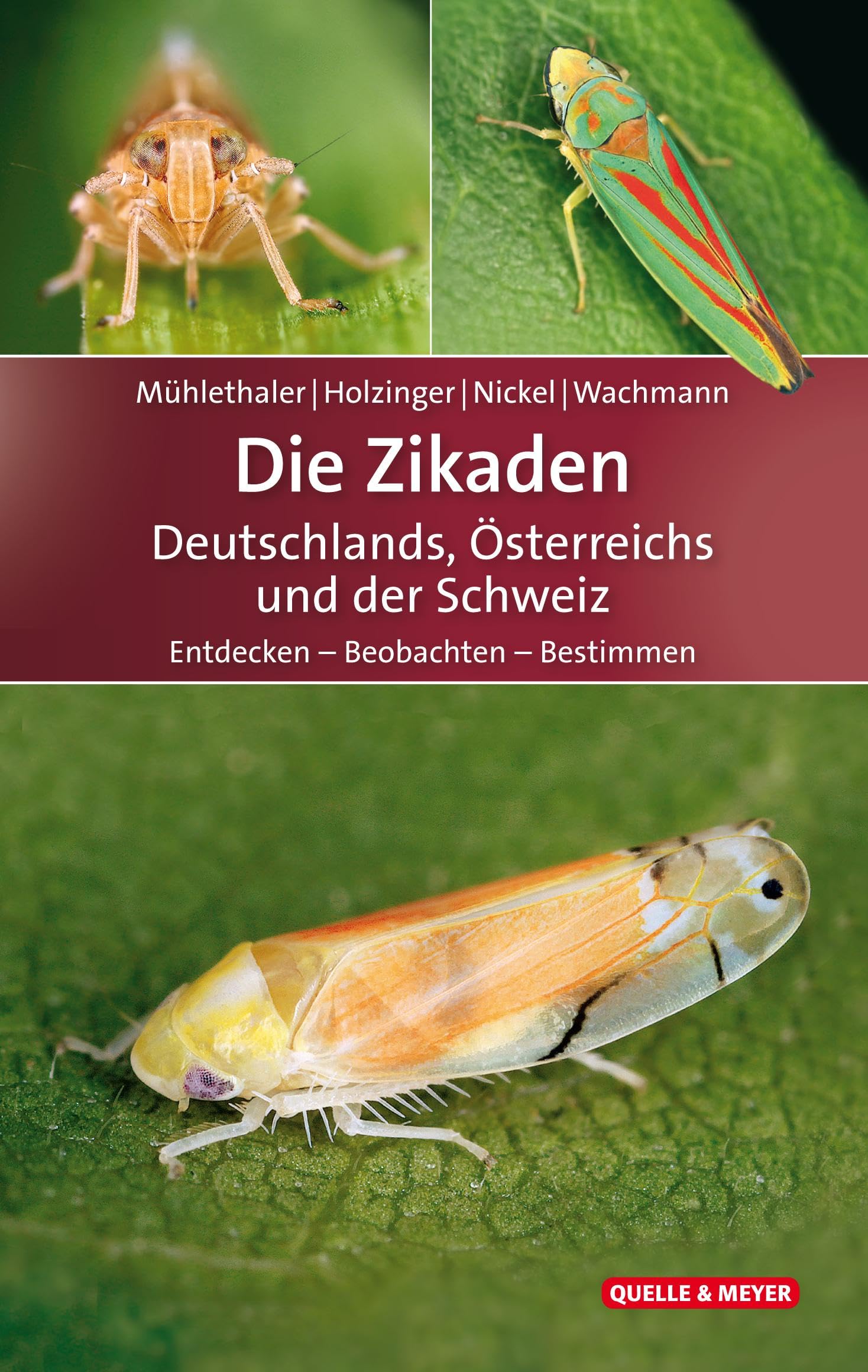 Die Zikaden Deutschlands, Österreichs und der Schweiz: Entdecken – Beobachten – Bestimmen (Quelle & Meyer Bestimmungsbücher) Leisure, Home & Garden