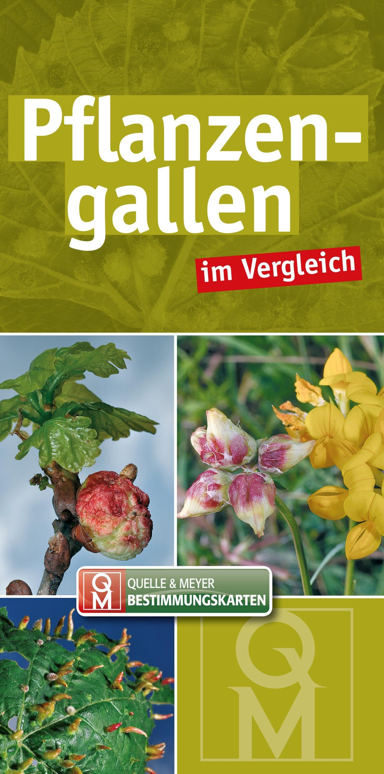 Pflanzengallen im Vergleich (Quelle & Meyer Bestimmungskarten) Leisure, Home & Garden
