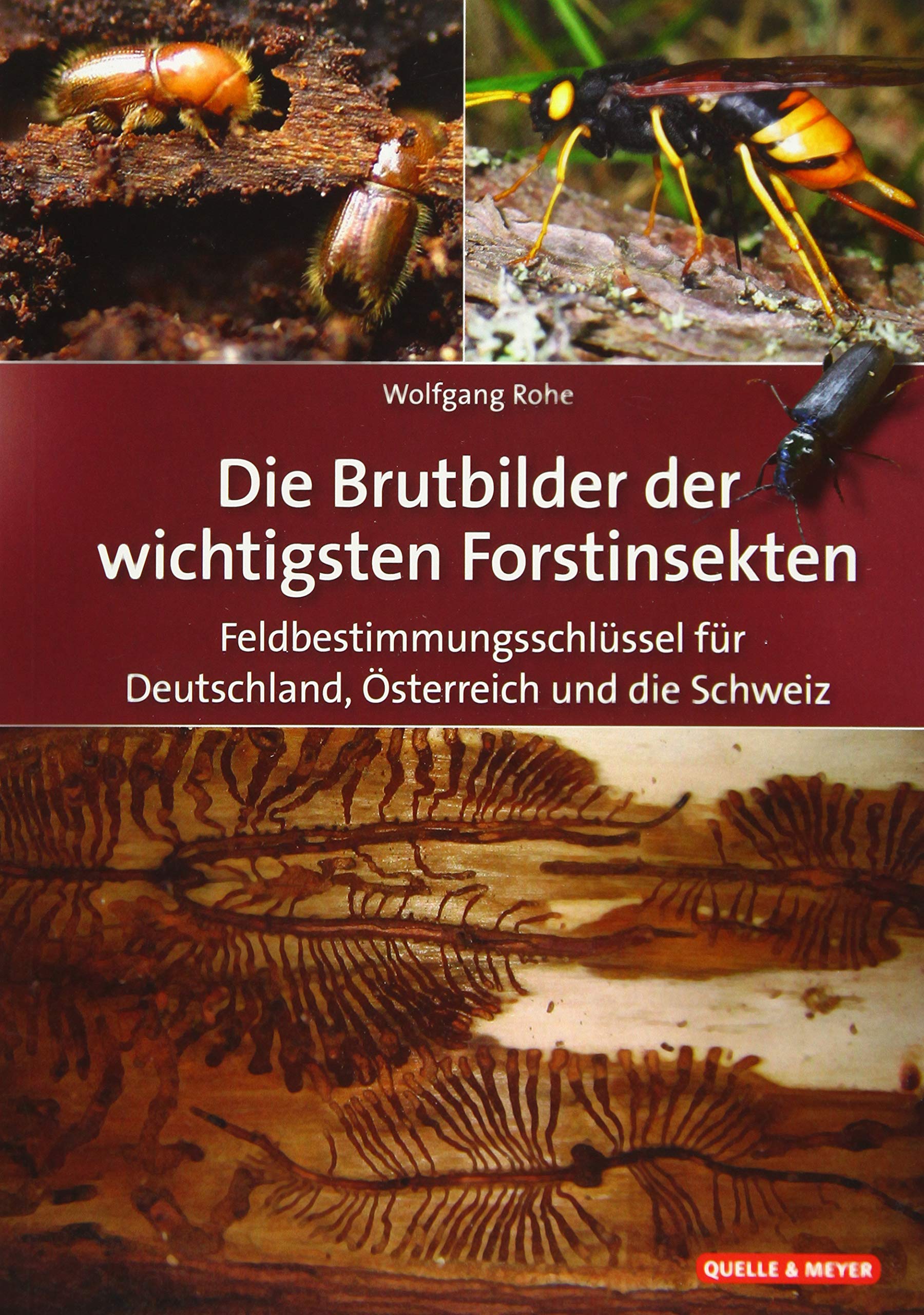 Die Brutbilder der wichtigsten Forstinsekten: Feldbestimmungsschlüssel für Deutschland, Österreich und die Schweiz Leisure, Home & Garden