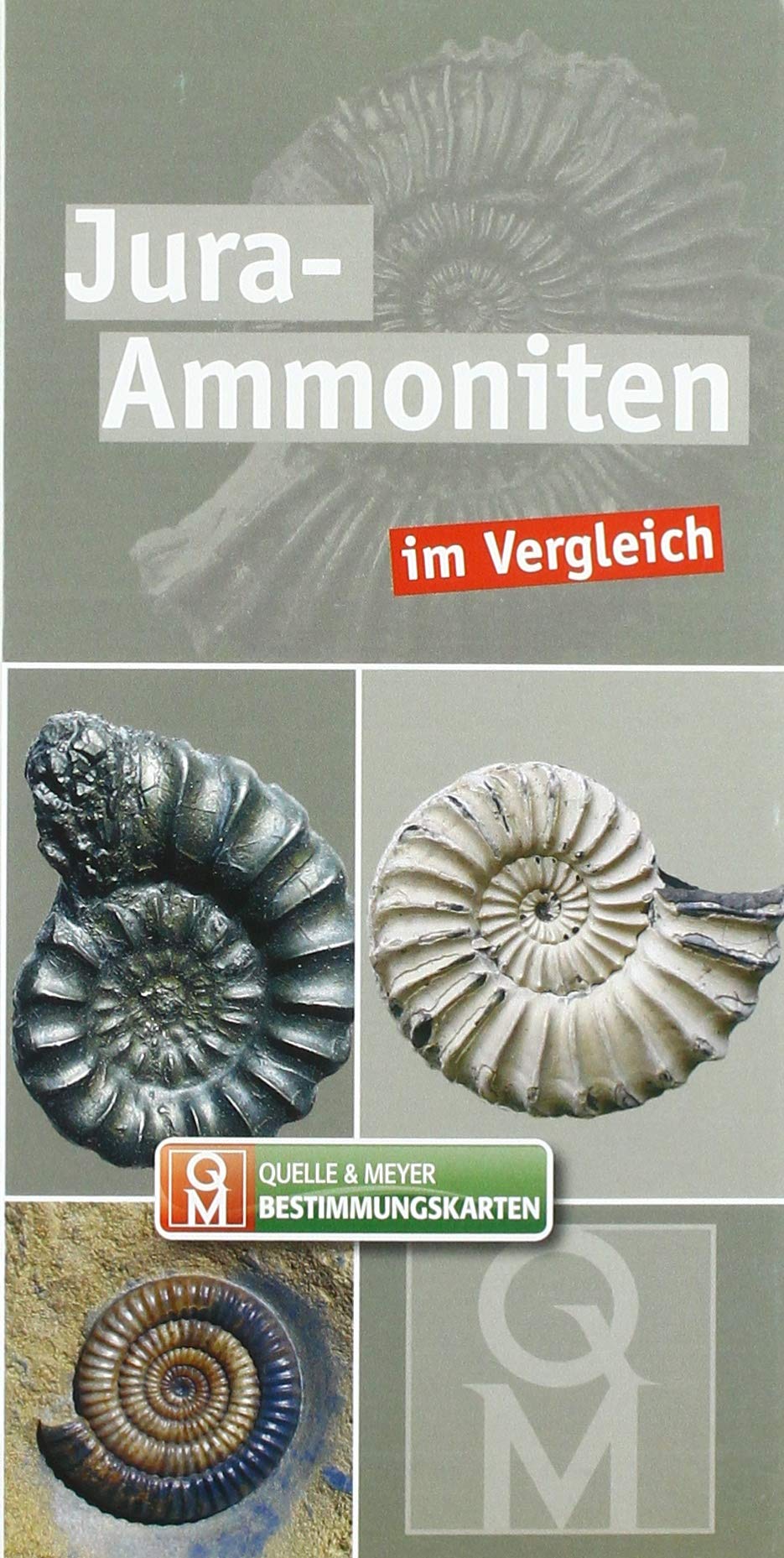 Jura-Ammoniten: im Vergleich (Quelle & Meyer Bestimmungskarten) Leisure, Home & Garden