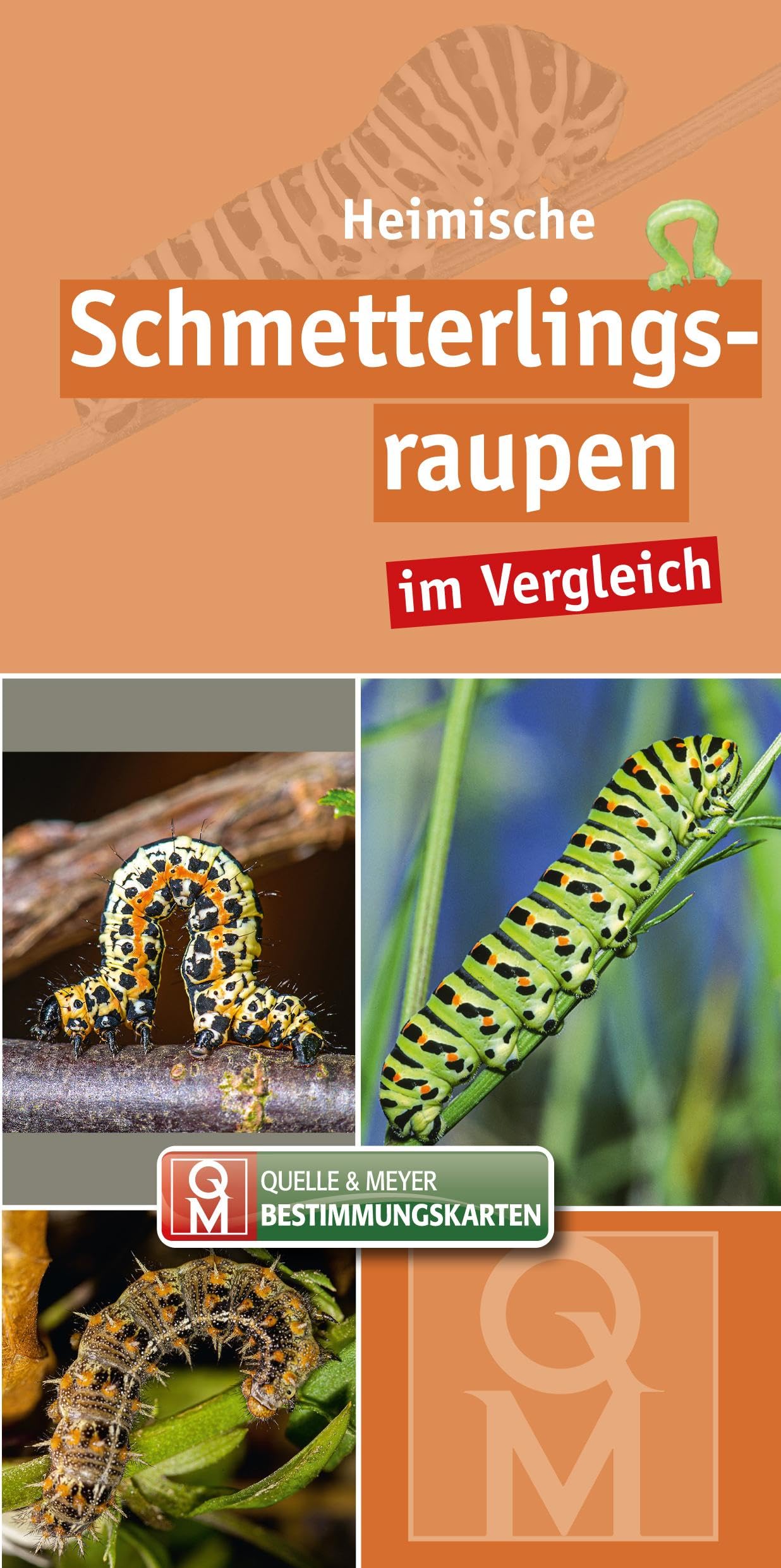 Heimische Schmetterlingsraupen Leisure, Home & Garden