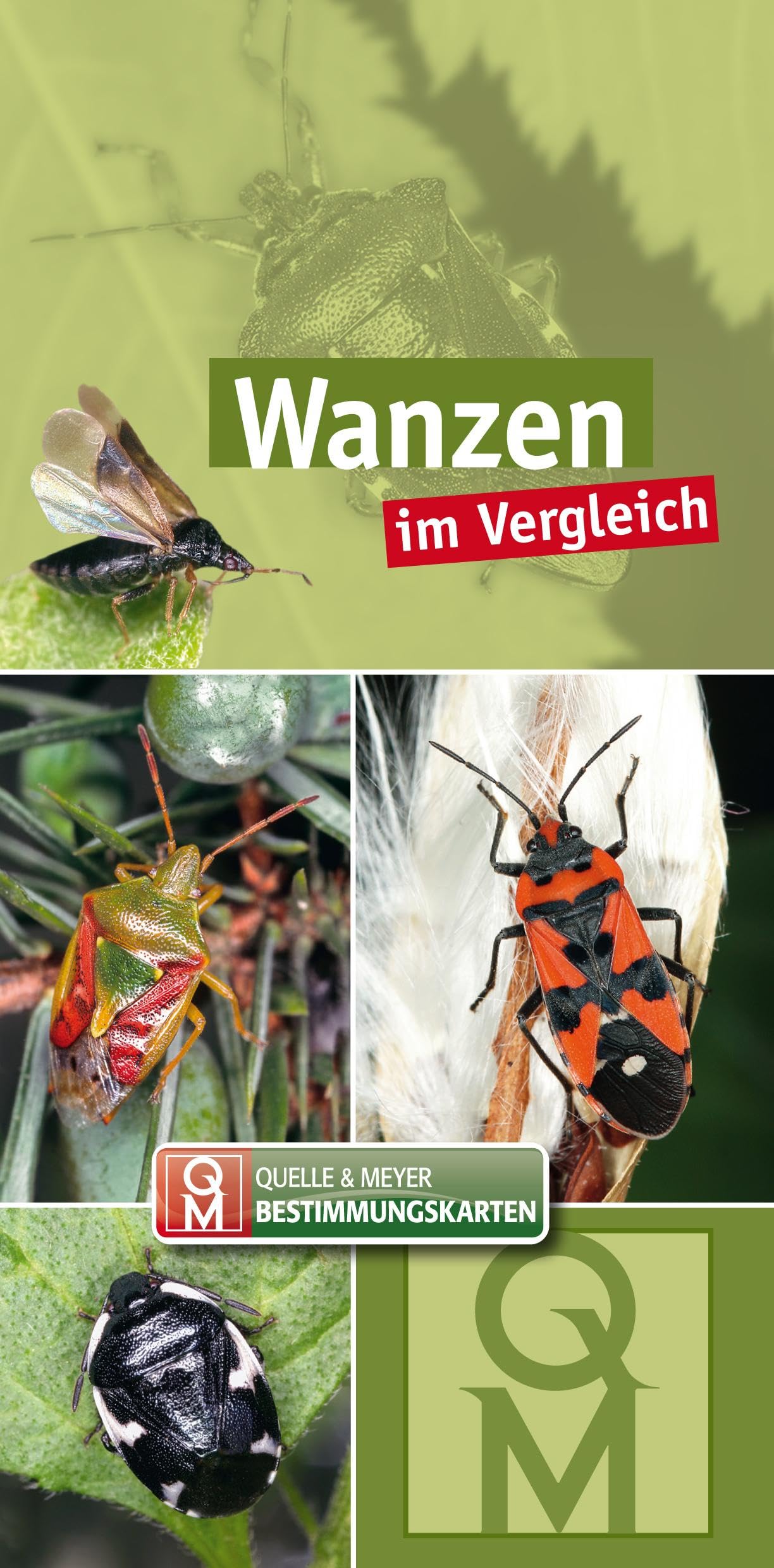 Wanzen: im Vergleich (Quelle & Meyer Bestimmungskarten) Leisure, Home & Garden