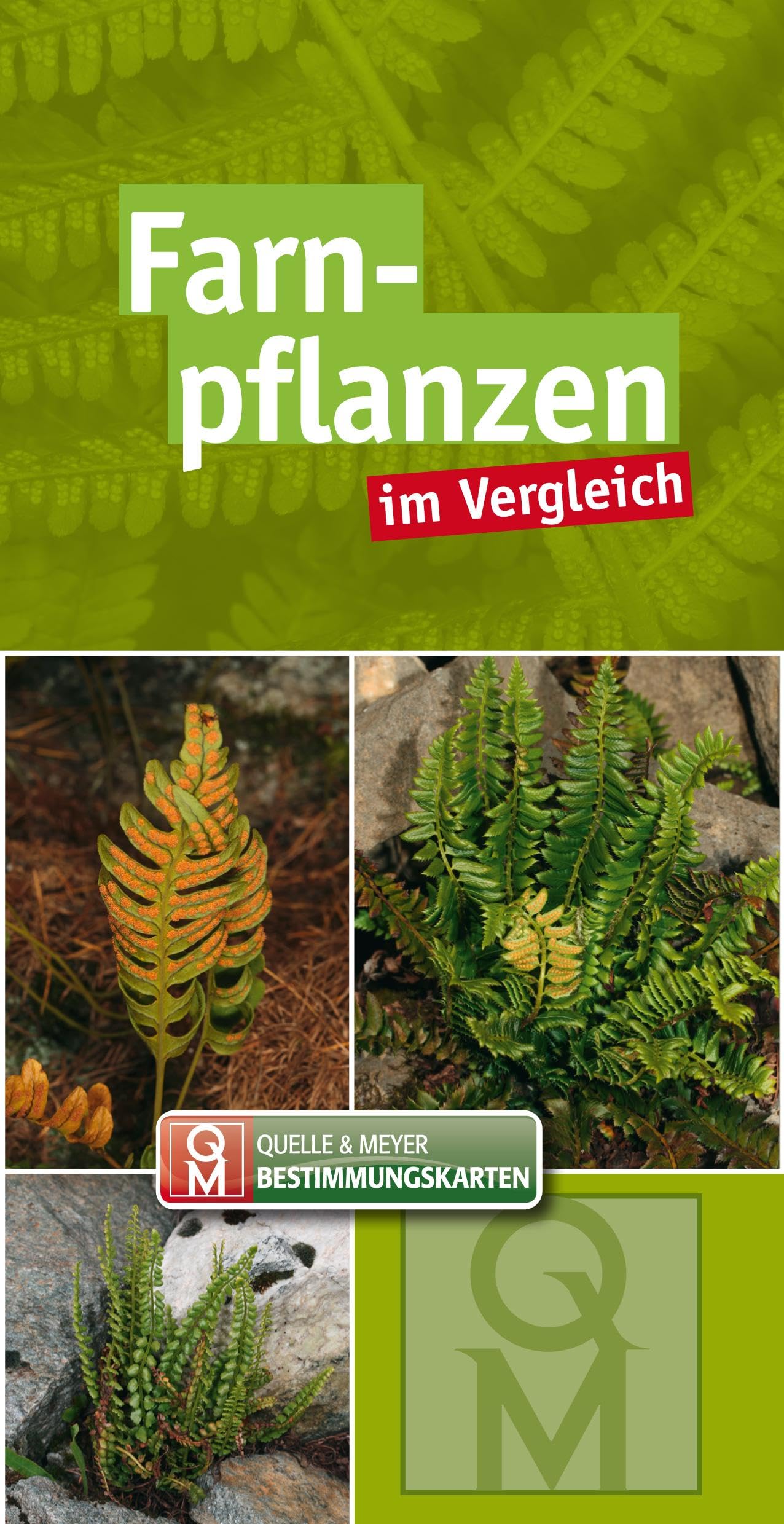 Farnpflanzen: im Vergleich (Quelle & Meyer Bestimmungskarten) Leisure, Home & Garden