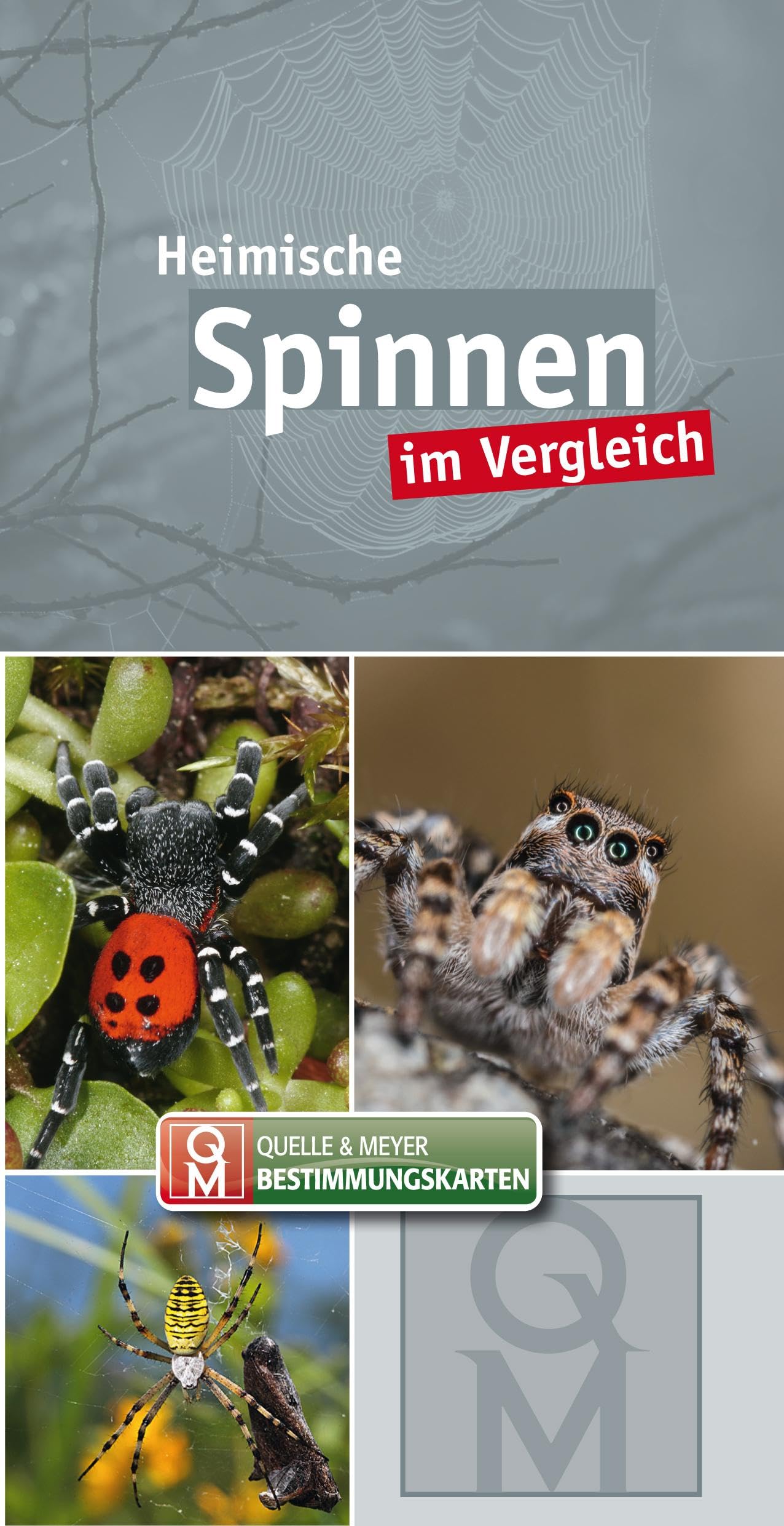Heimische Spinnen: im Vergleich (Quelle & Meyer Bestimmungskarten) Leisure, Home & Garden