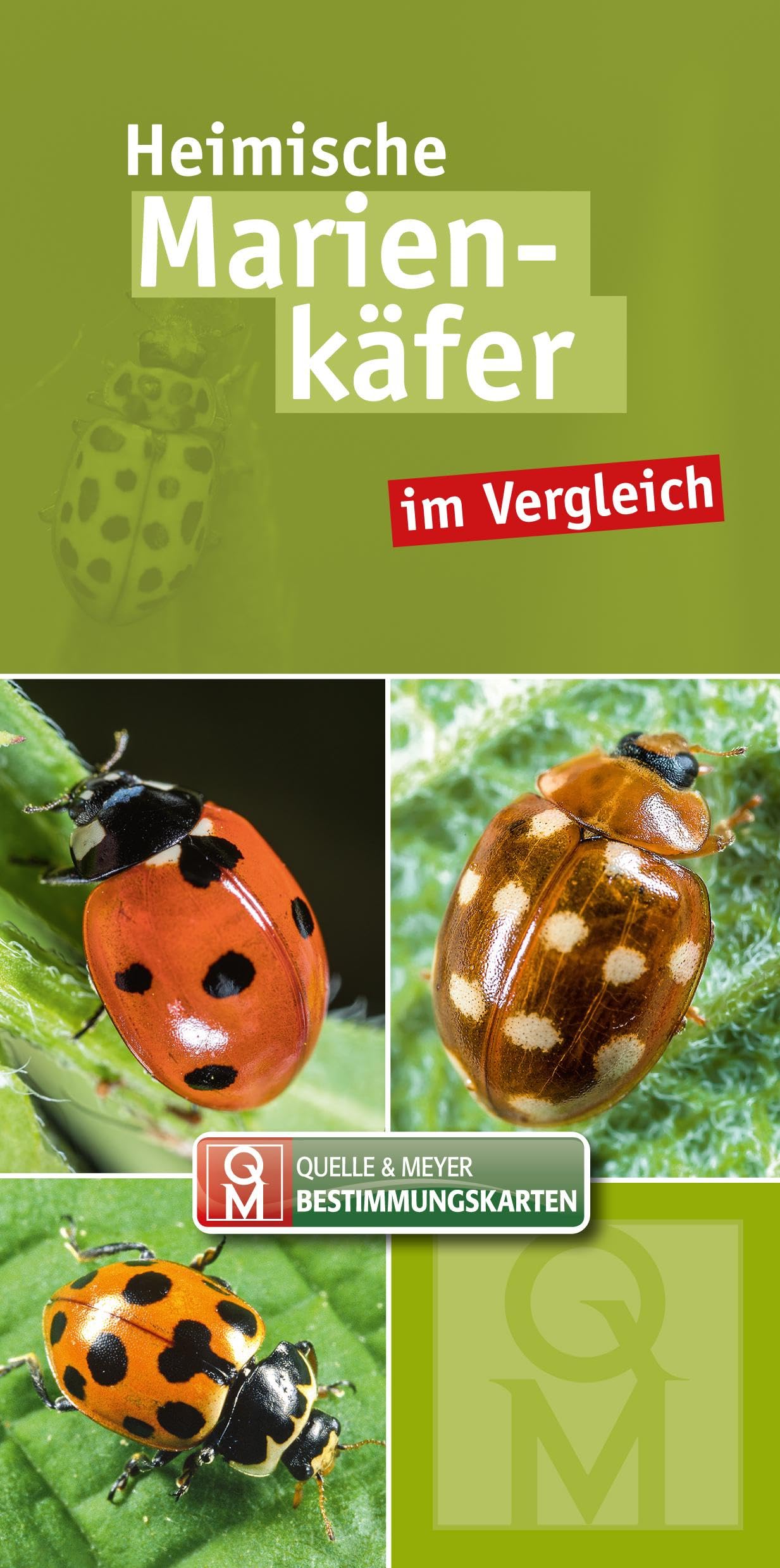 Product Image: Heimische Marienkäfer