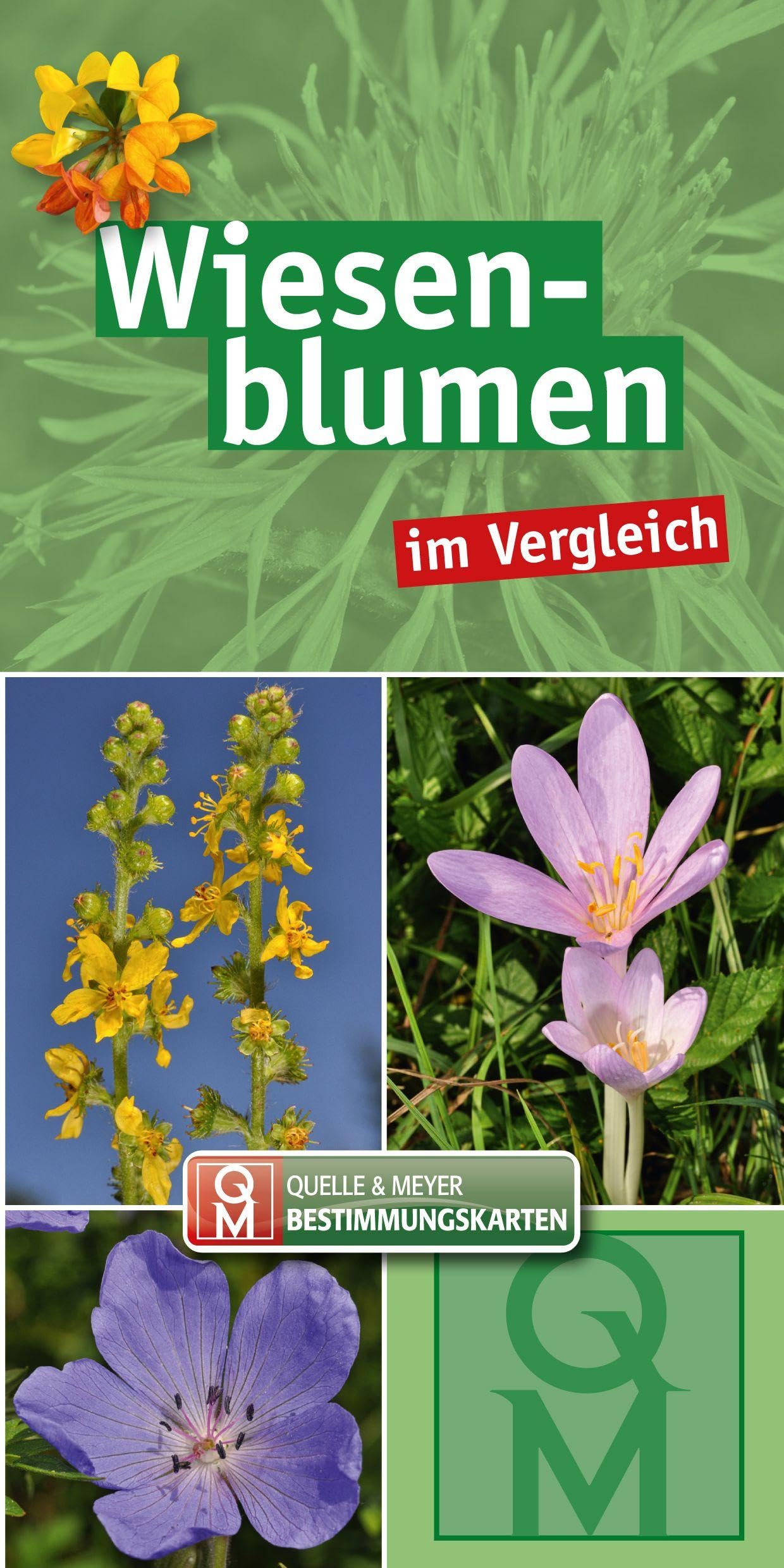 Wiesenblumen im Vergleich - 10er-Set Leisure, Home & Garden