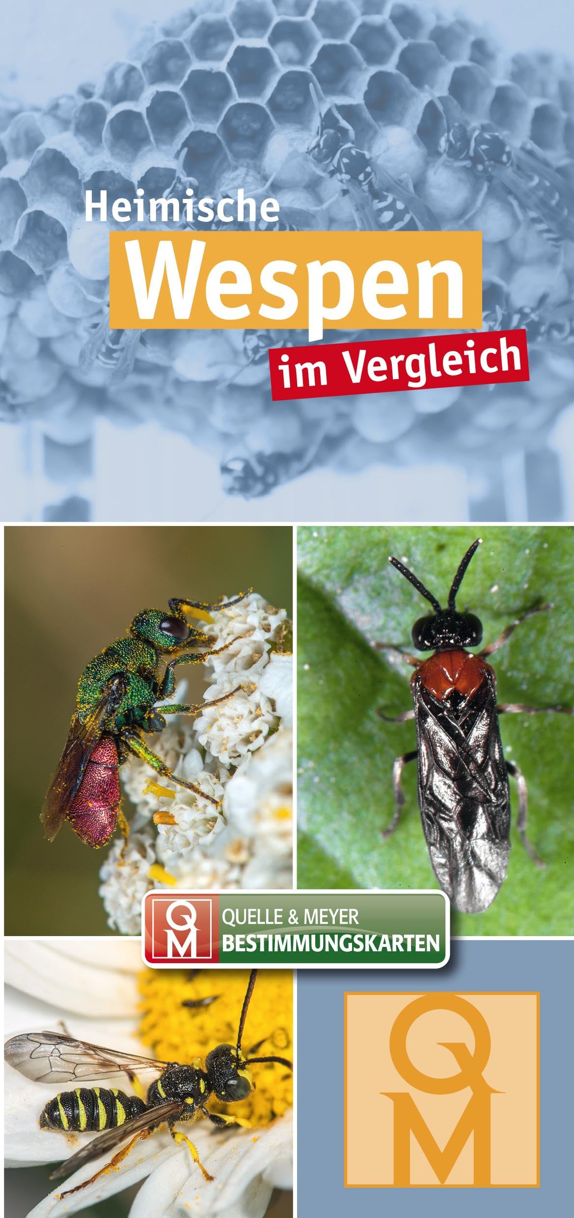 Heimische Wespen: im Vergleich (Quelle & Meyer Bestimmungskarten) Leisure, Home & Garden