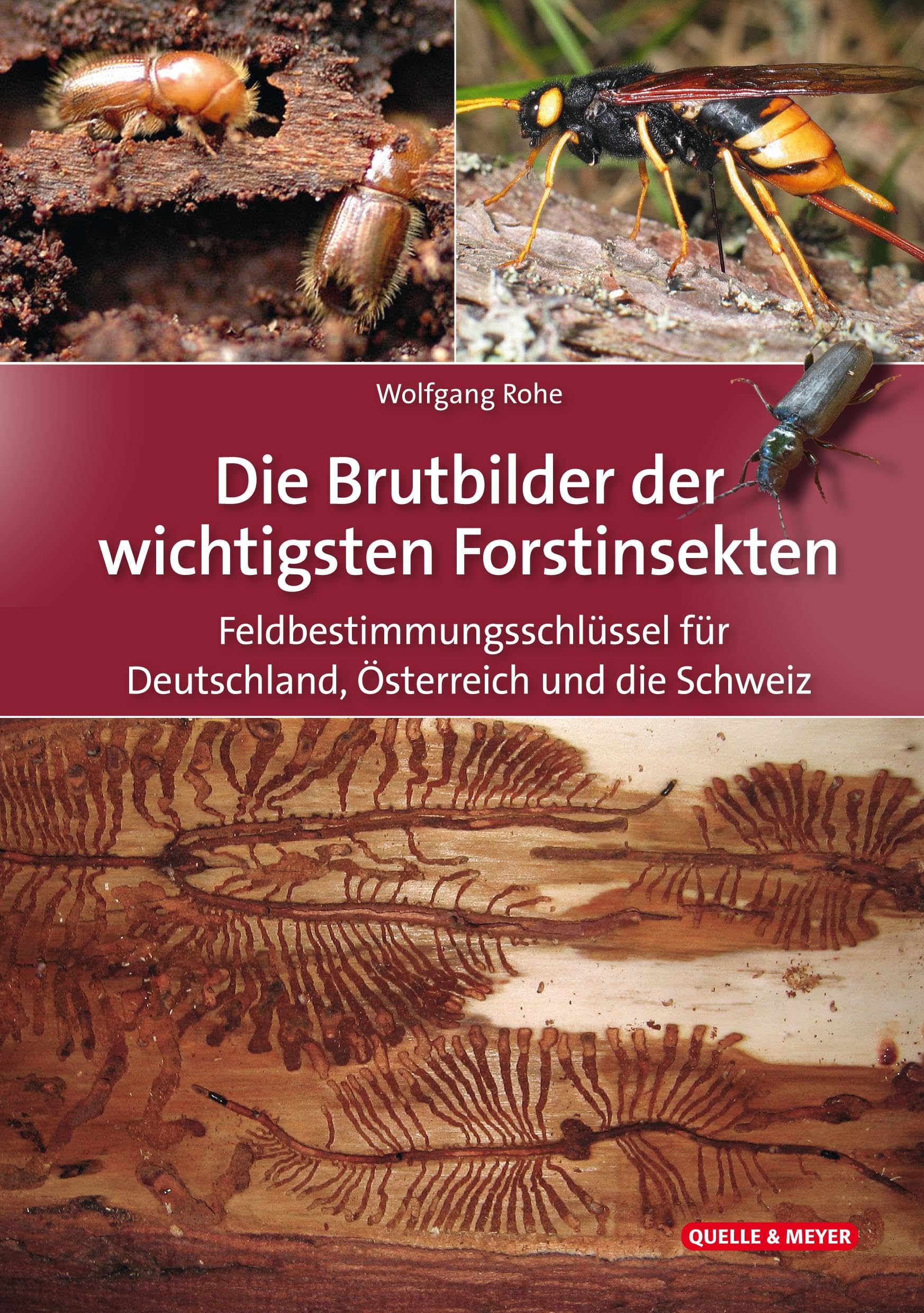 Die Brutbilder der wichtigsten Forstinsekten Leisure, Home & Garden