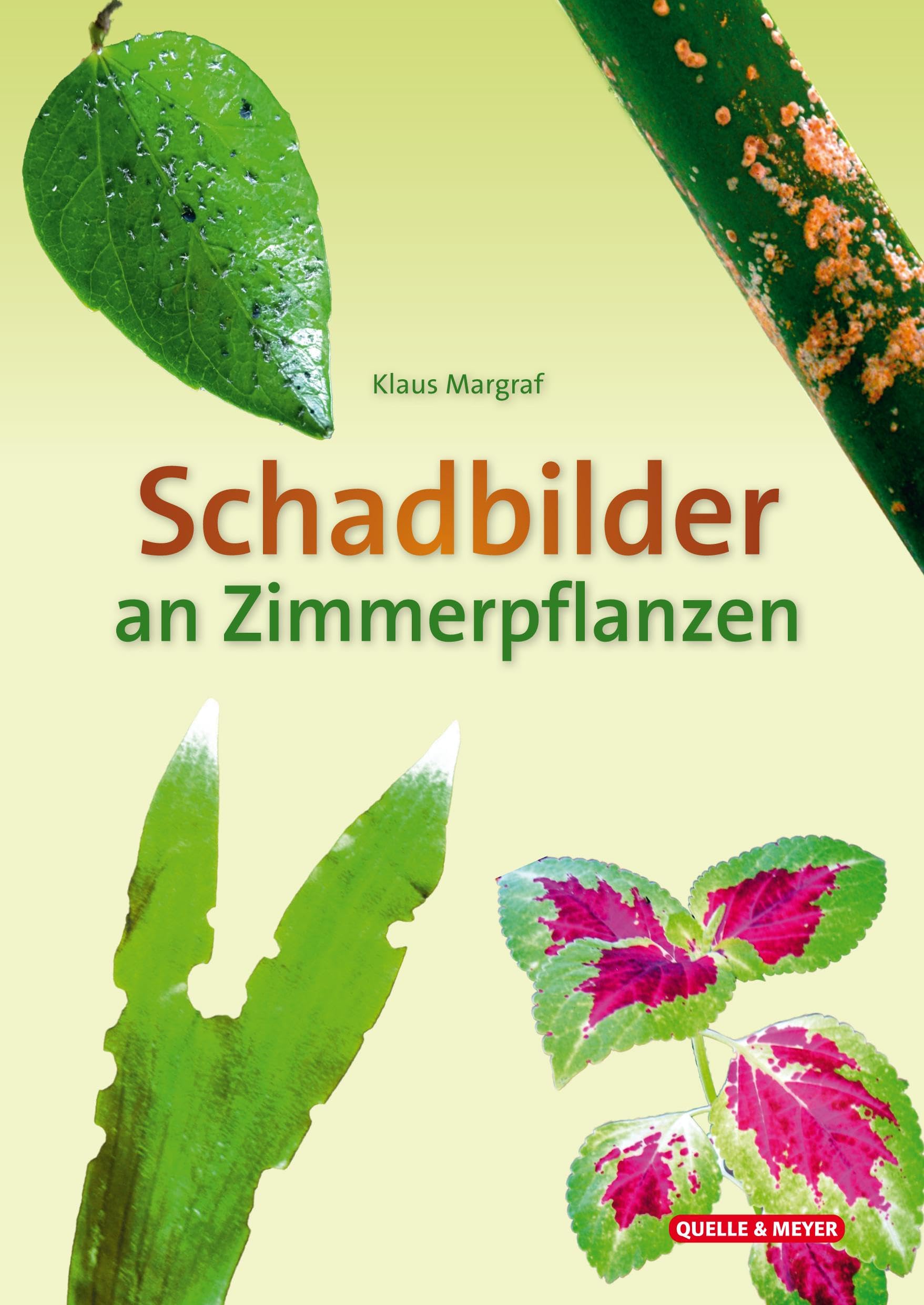 Schadbilder an Zimmerpflanzen Garden & Plants